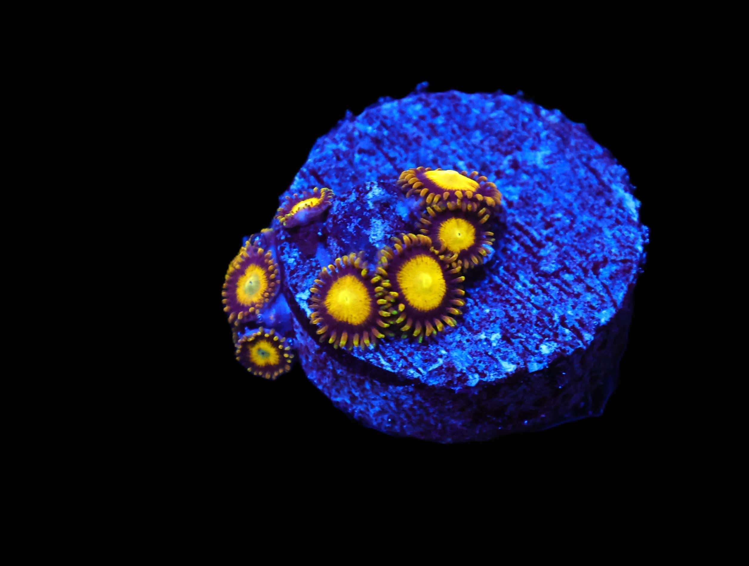 C65 - KING MIDAS ZOA