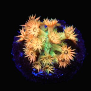 C66 - AMAZEBALLS GONIOPORA VARIANT