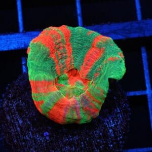 C94 - BLEEDING APPLE SCOLYMIA AUSTRALIS CULTURED