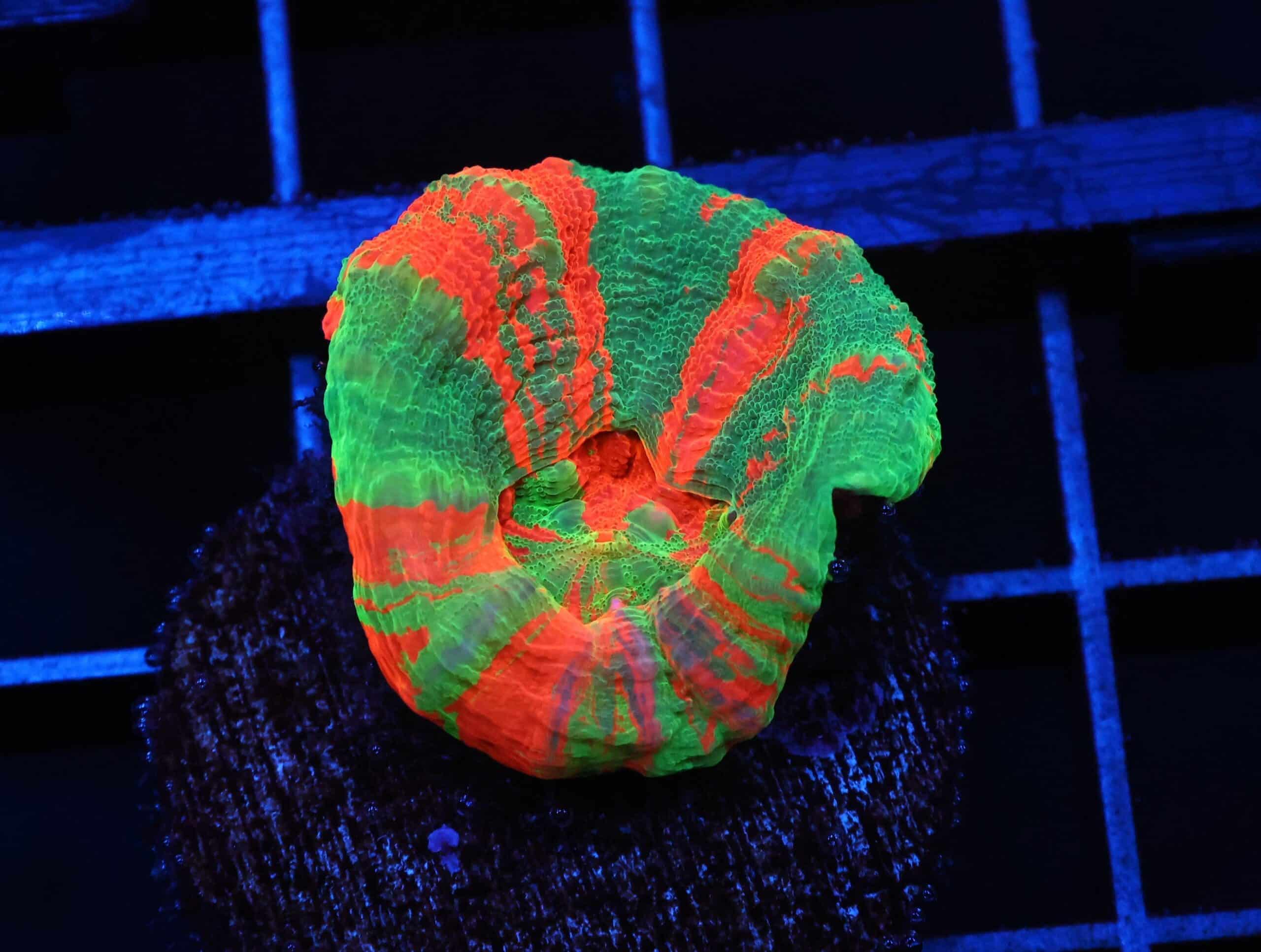 C94 - BLEEDING APPLE SCOLYMIA AUSTRALIS CULTURED