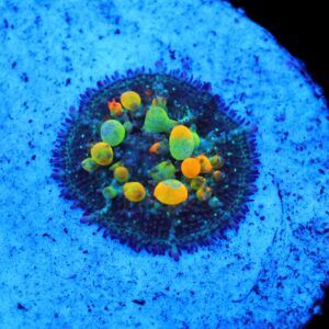 C95 - SDC OG BOUNCE MUSHROOM SMALL