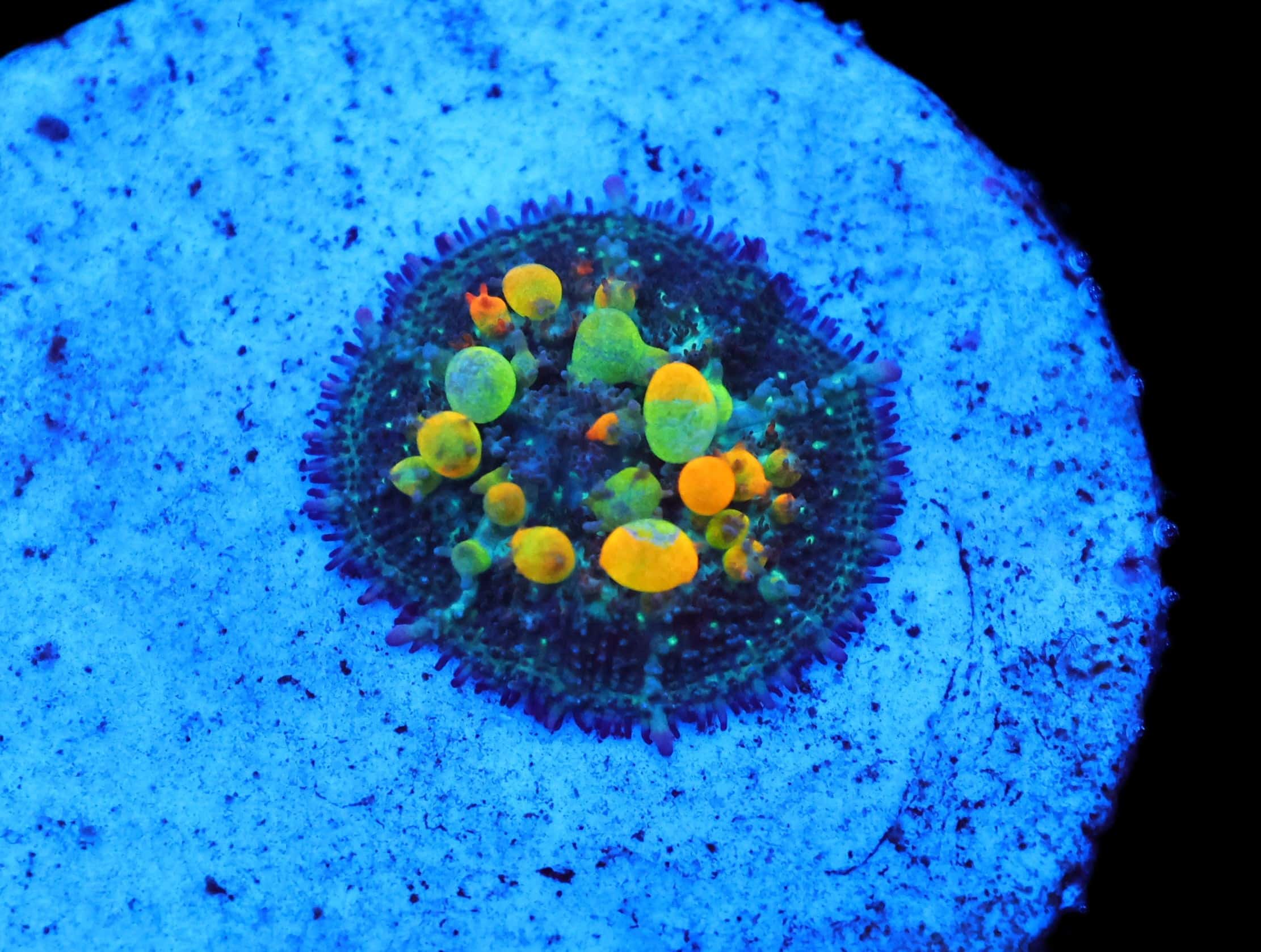 C95 - SDC OG BOUNCE MUSHROOM SMALL