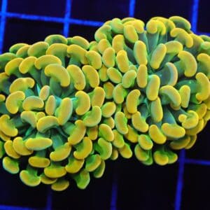 D03 - INDO HAMMER BRANCH HOLY GRAIL 2 HEAD