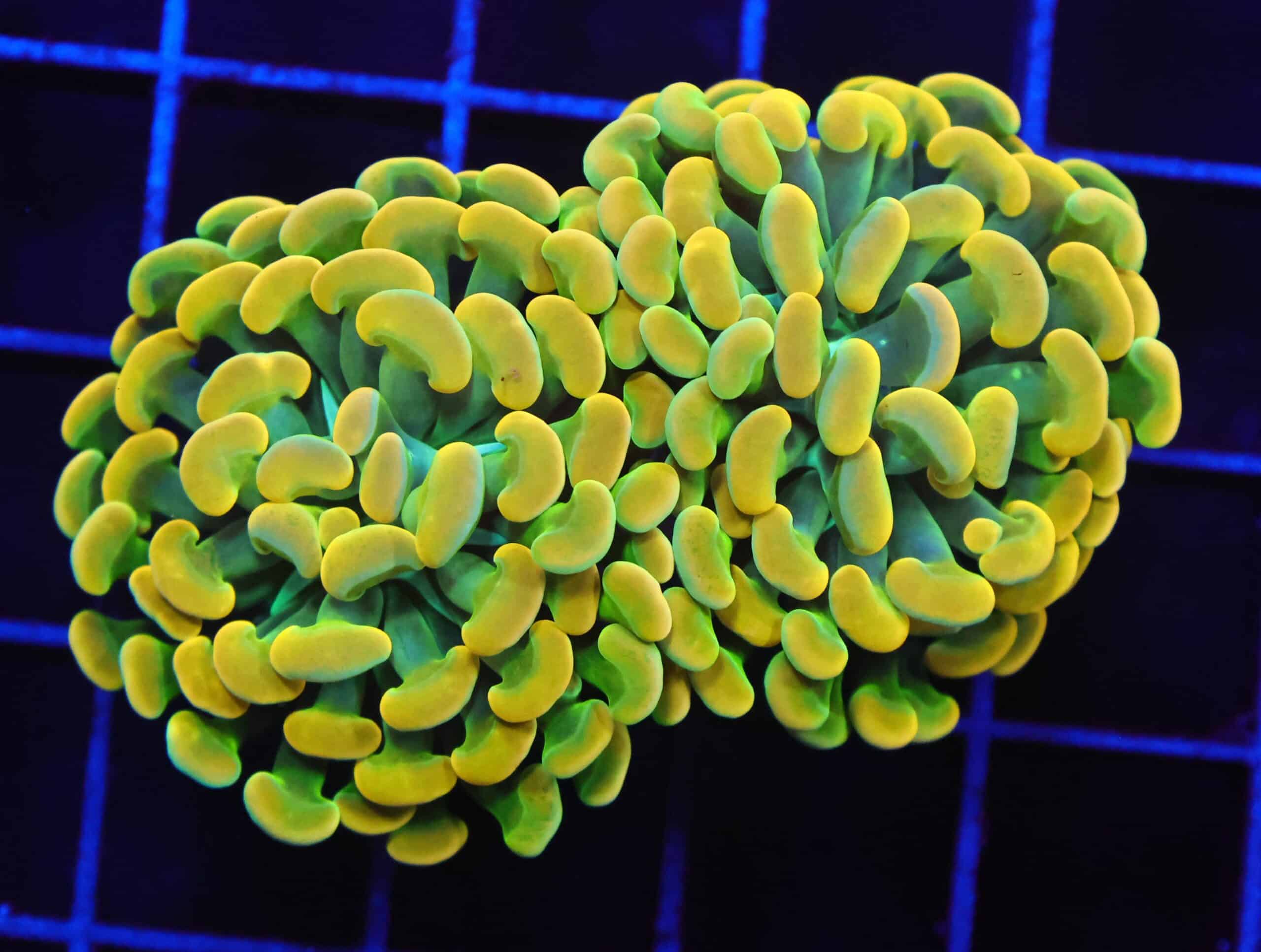 D03 - INDO HAMMER BRANCH HOLY GRAIL 2 HEAD