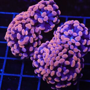 D100 - INDO HAMMER BRANCH ORANGE 7 HEAD