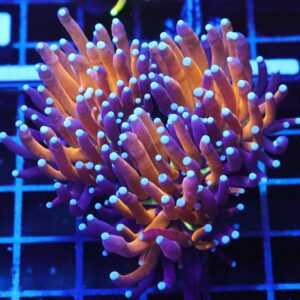 D110 - MALAYSIAN TORCH GOLD TIGER 2 HEAD