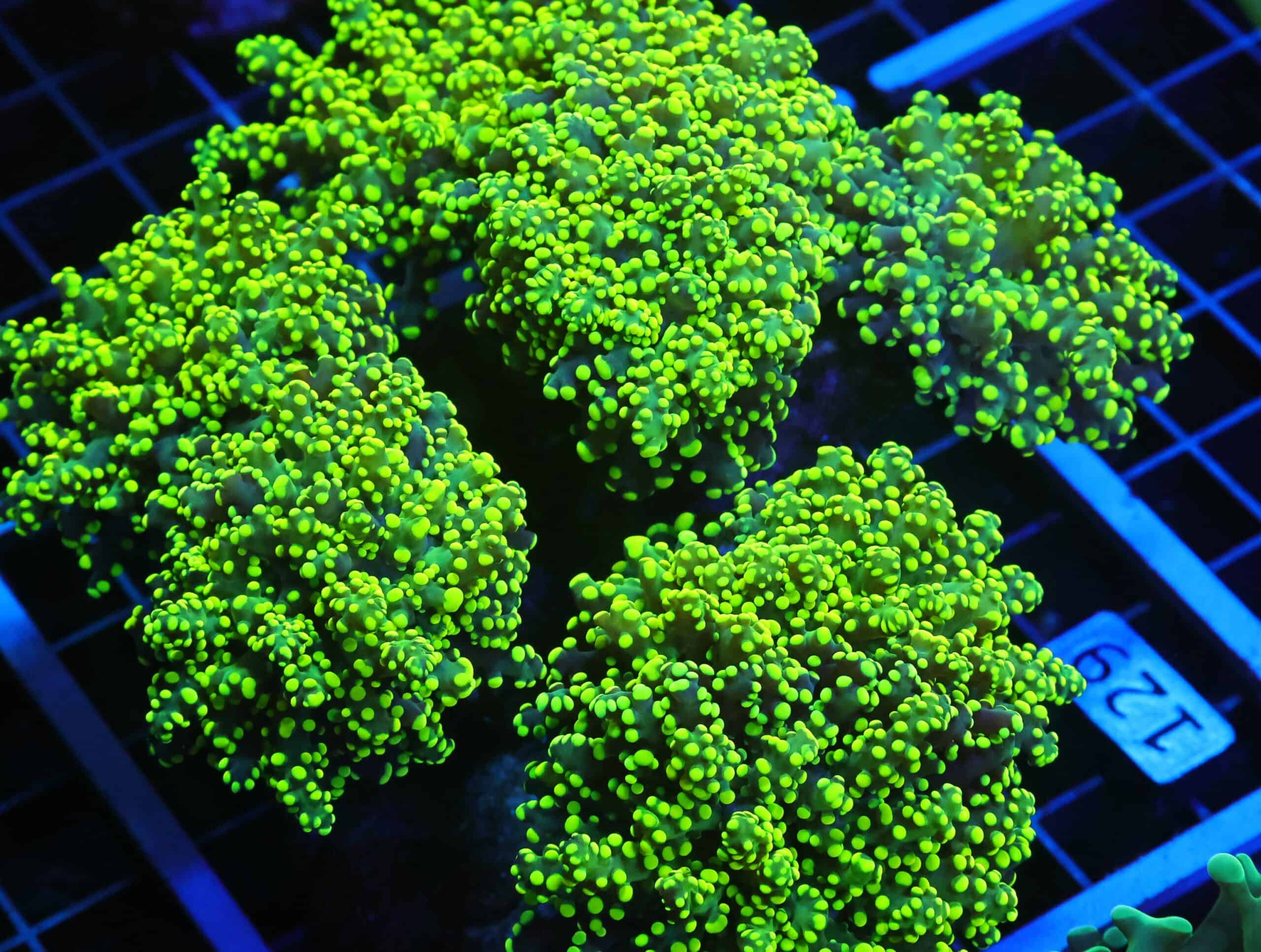 D129 - INDO FROGSPAWN BRANCH GAMMA RAY 7 HEAD