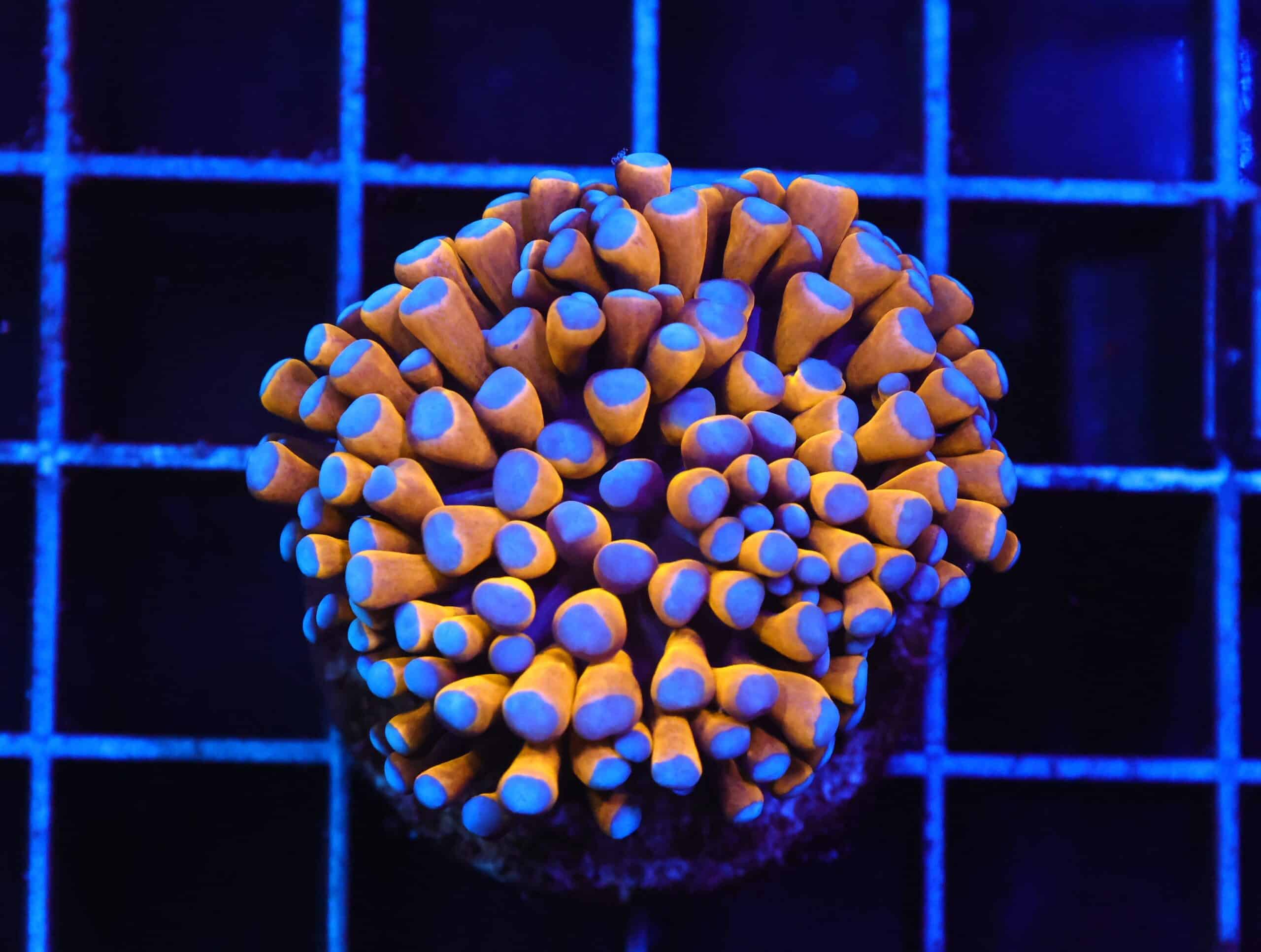 D131 - MALAYSIAN TORCH 24K GOLD 1 HEAD