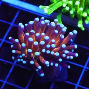 D16 - MALAYSIAN TORCH GOLD TIGER 1 HEAD