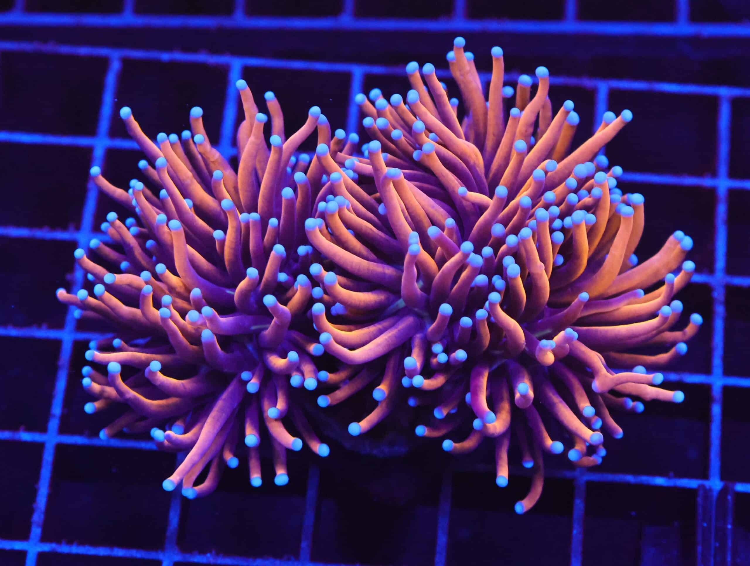 D25 - INDO TORCH GOLD VARIANT 2 HEAD