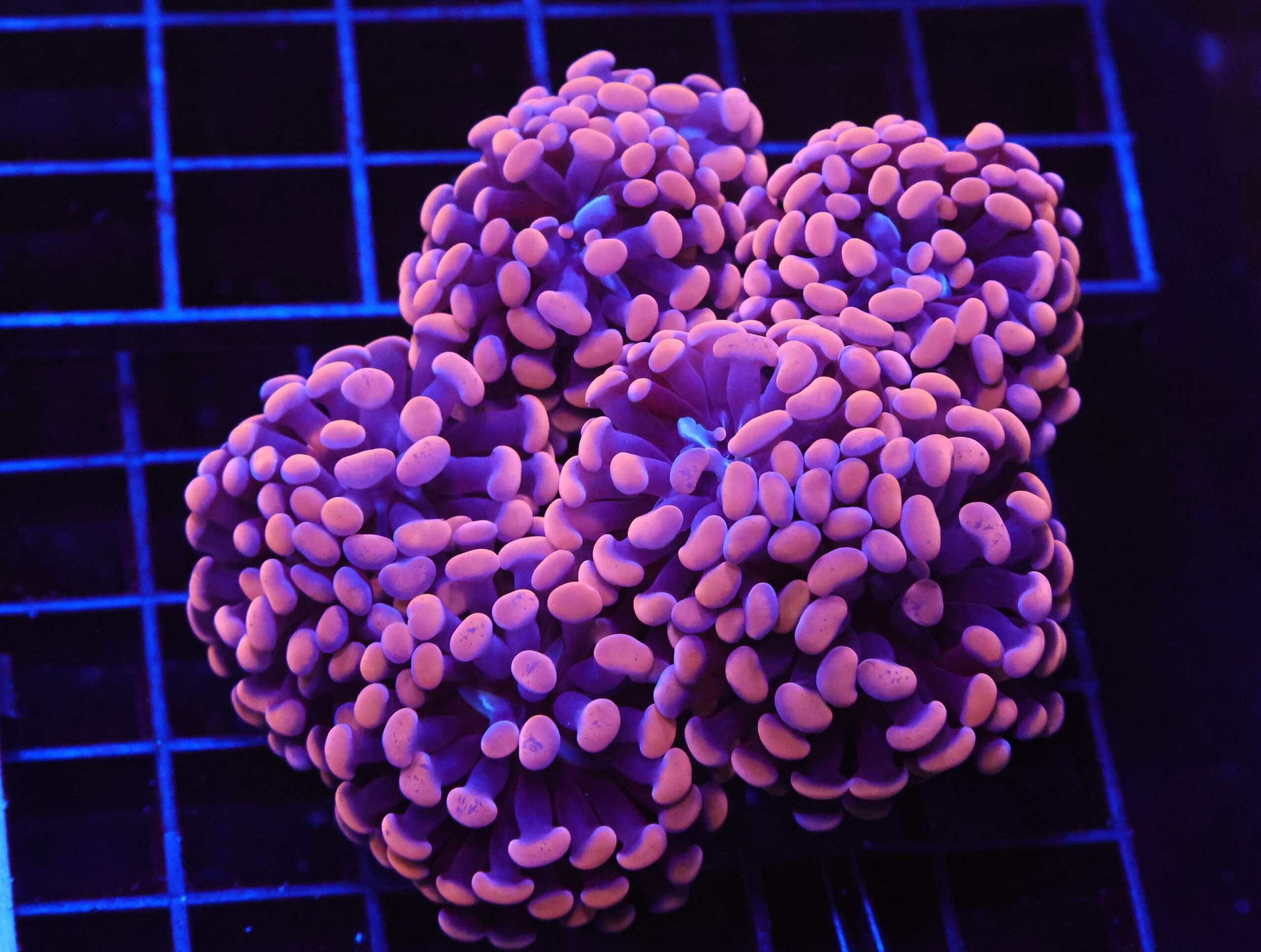 D26 - INDO HAMMER BRANCH ORANGE 7 HEAD