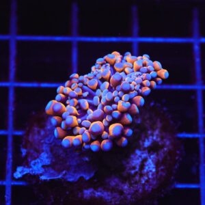 D27 - MALAYSIAN TORCH 24K GOLD 1 HEAD