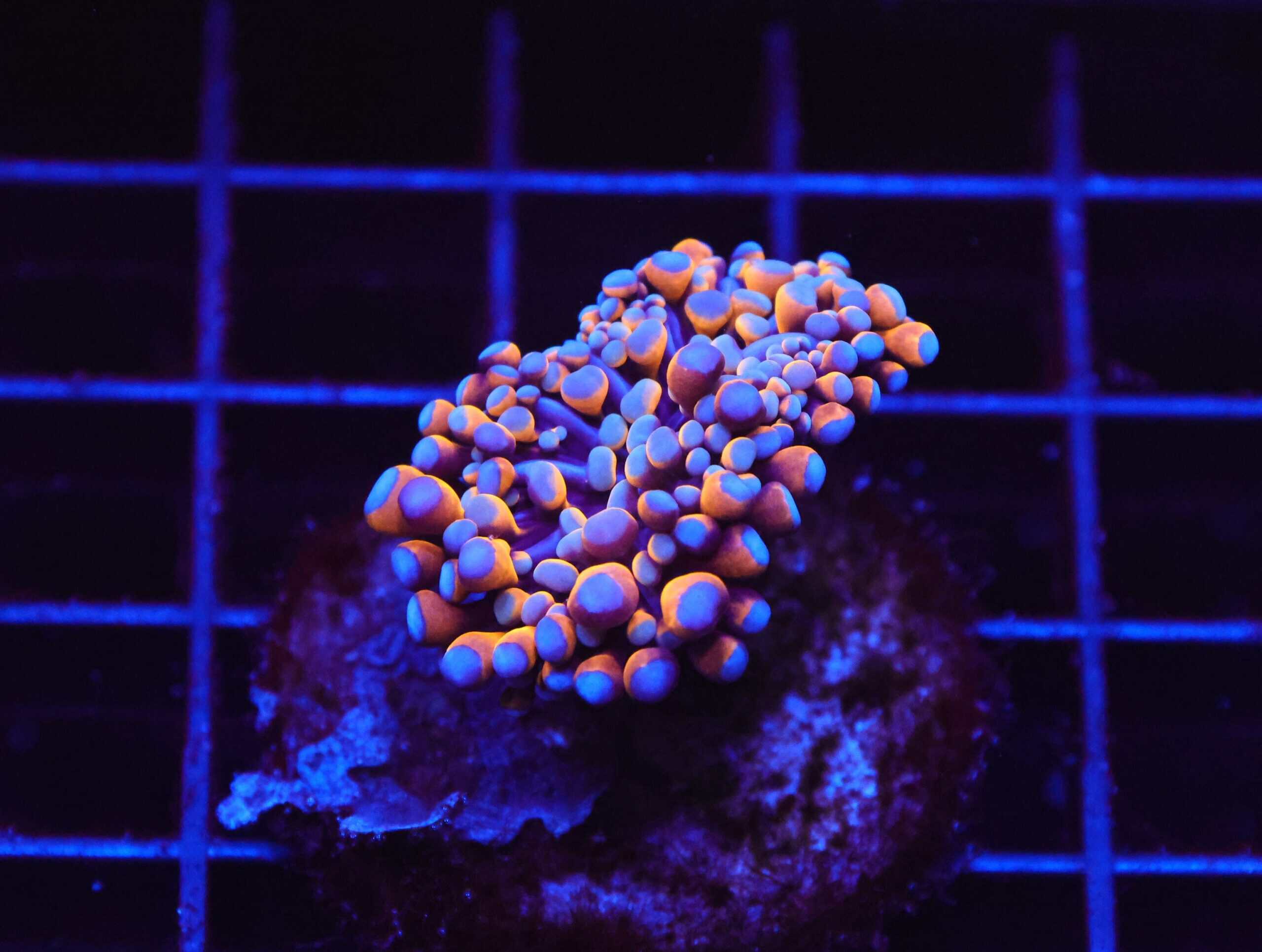 D27 - MALAYSIAN TORCH 24K GOLD 1 HEAD