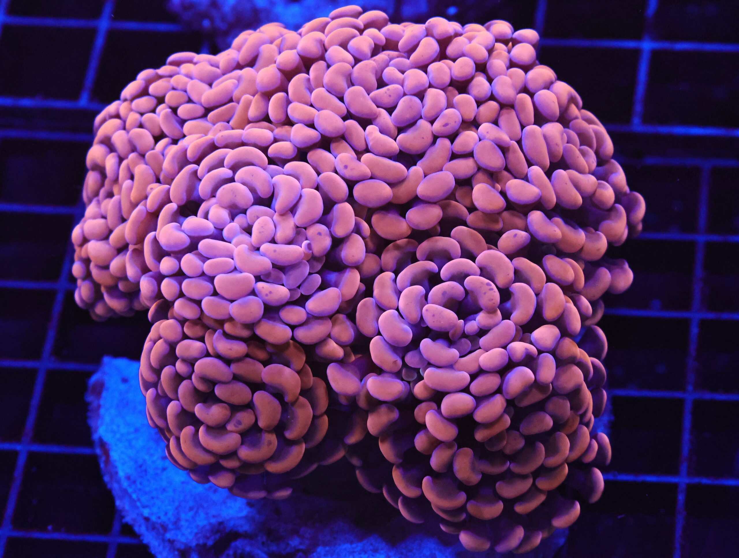 D28 - INDO HAMMER BRANCH ORANGE 7 HEAD