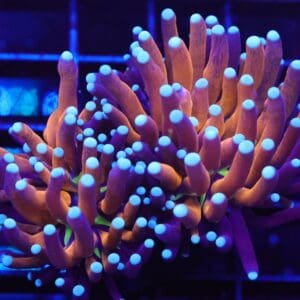 D32 - MALAYSIAN TORCH GOLD TIGER 2 HEAD