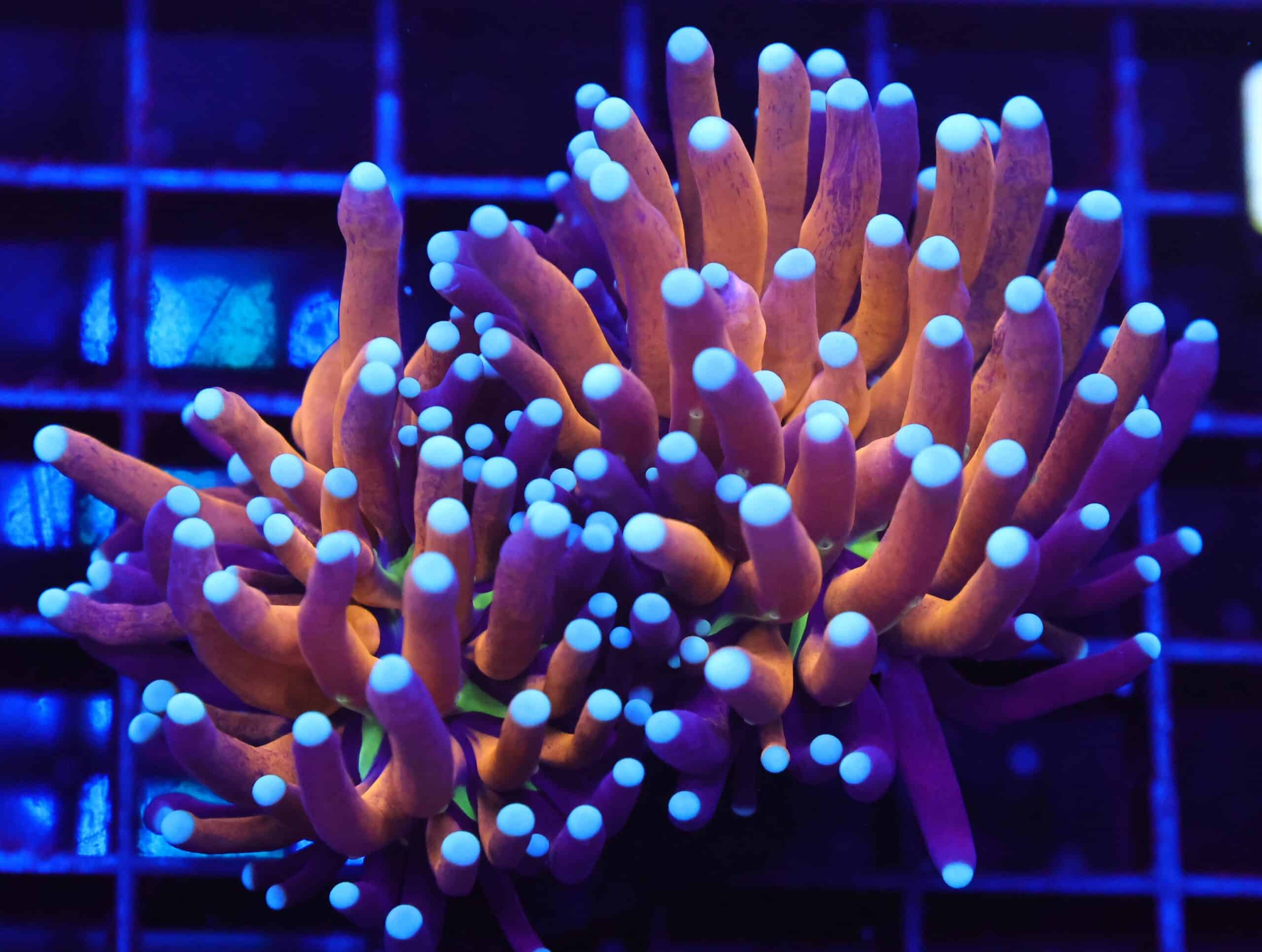 D32 - MALAYSIAN TORCH GOLD TIGER 2 HEAD