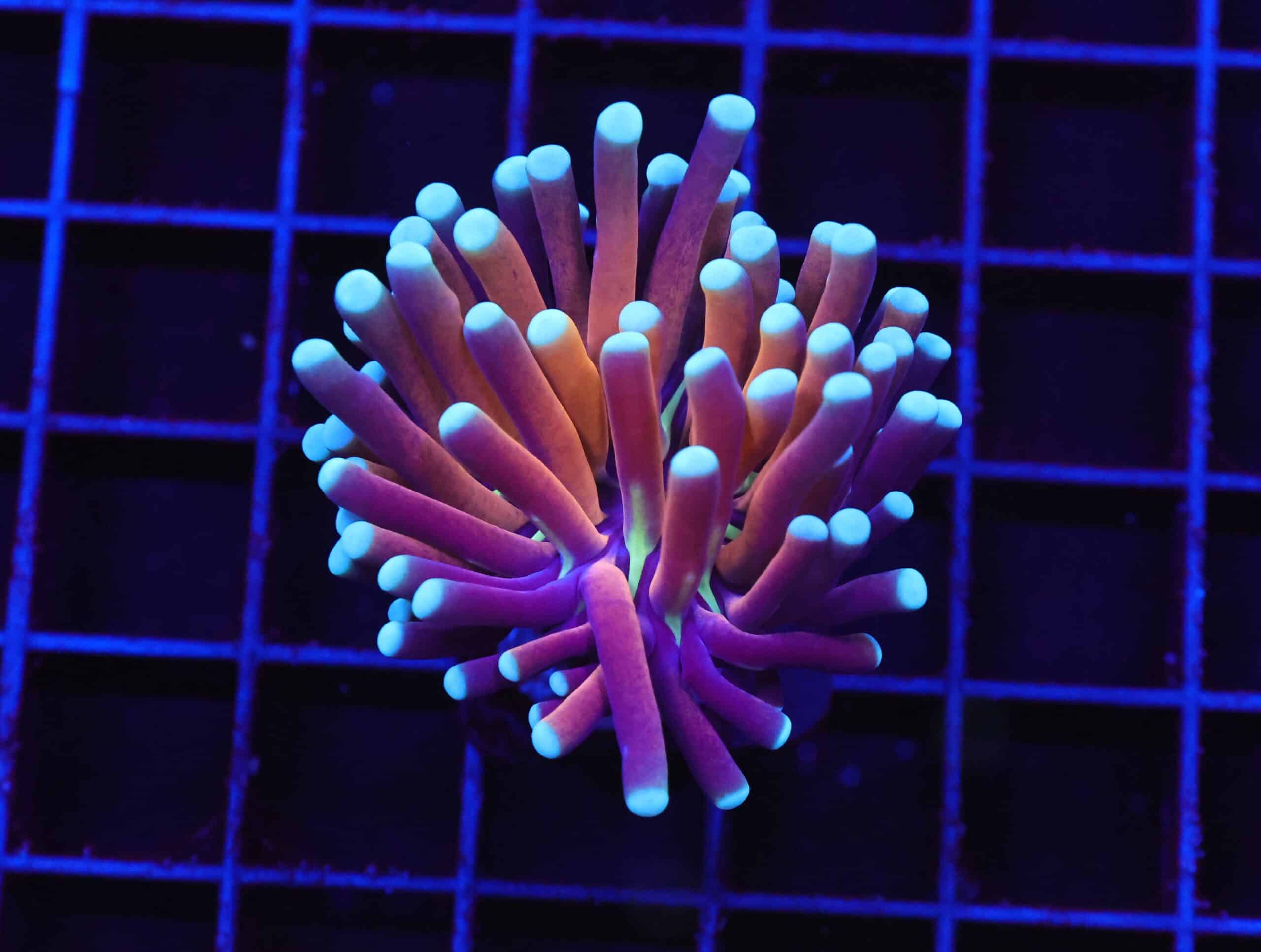 D39 - MALAYSIAN TORCH GOLD TIGER 1 HEAD