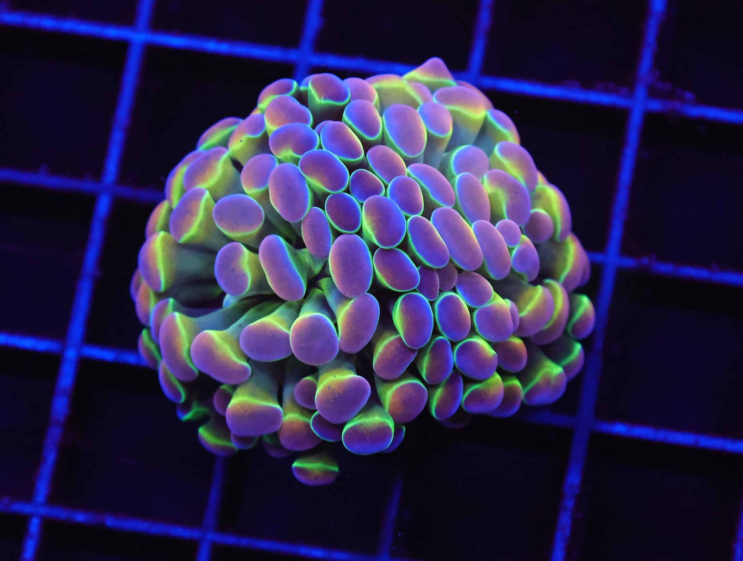 D40 - INDO HAMMER BRANCH TRUE HOLOGRAM 2 HEAD