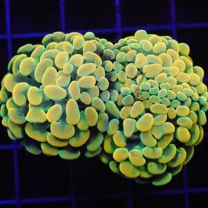 D52 - INDO HAMMER BRANCH GOLD FIESTA 3 HEAD