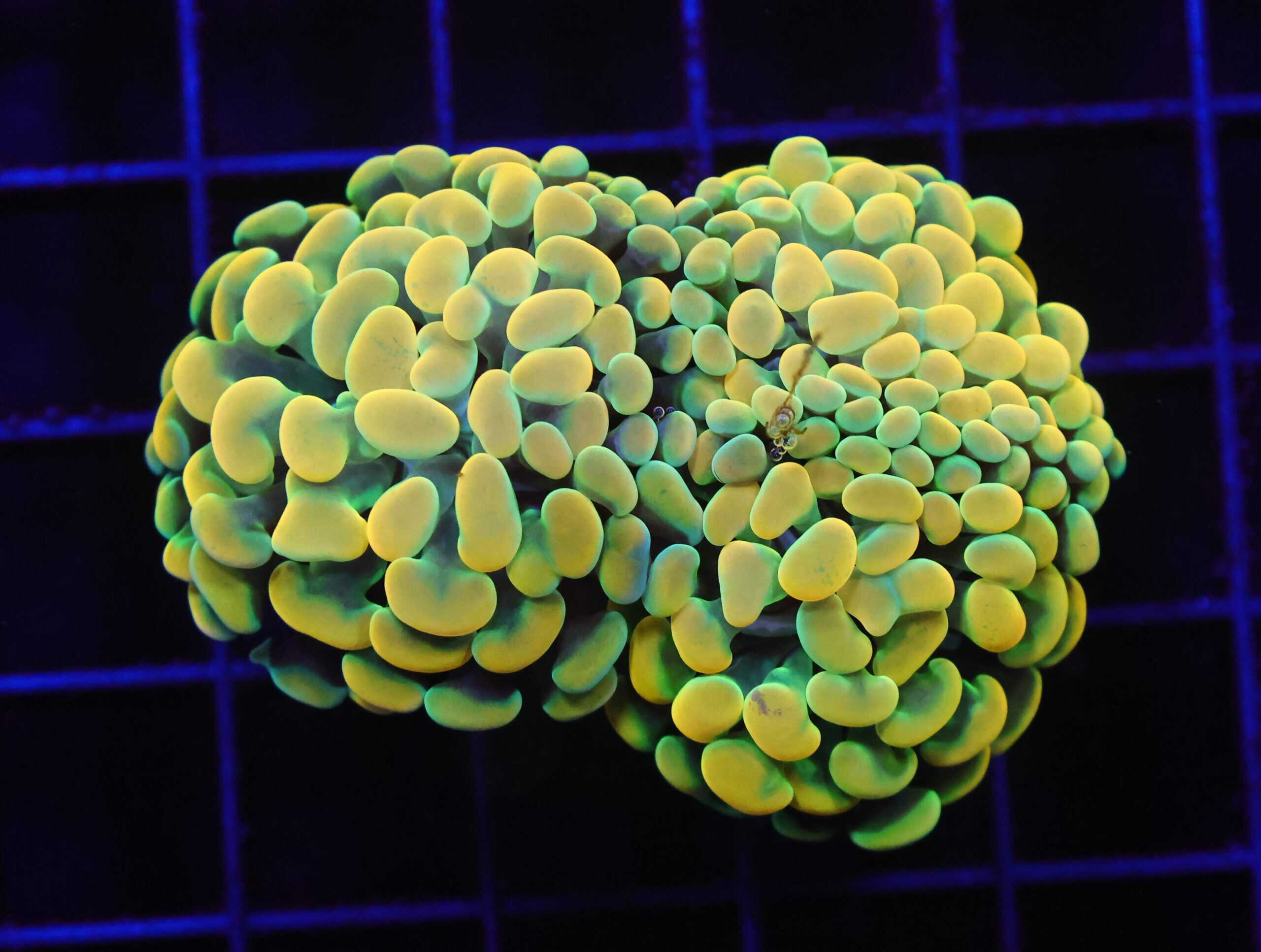 D52 - INDO HAMMER BRANCH GOLD FIESTA 3 HEAD