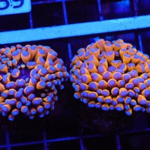 D54 - 2PK MALAYSIAN TORCH 24K GOLD 1 HEAD