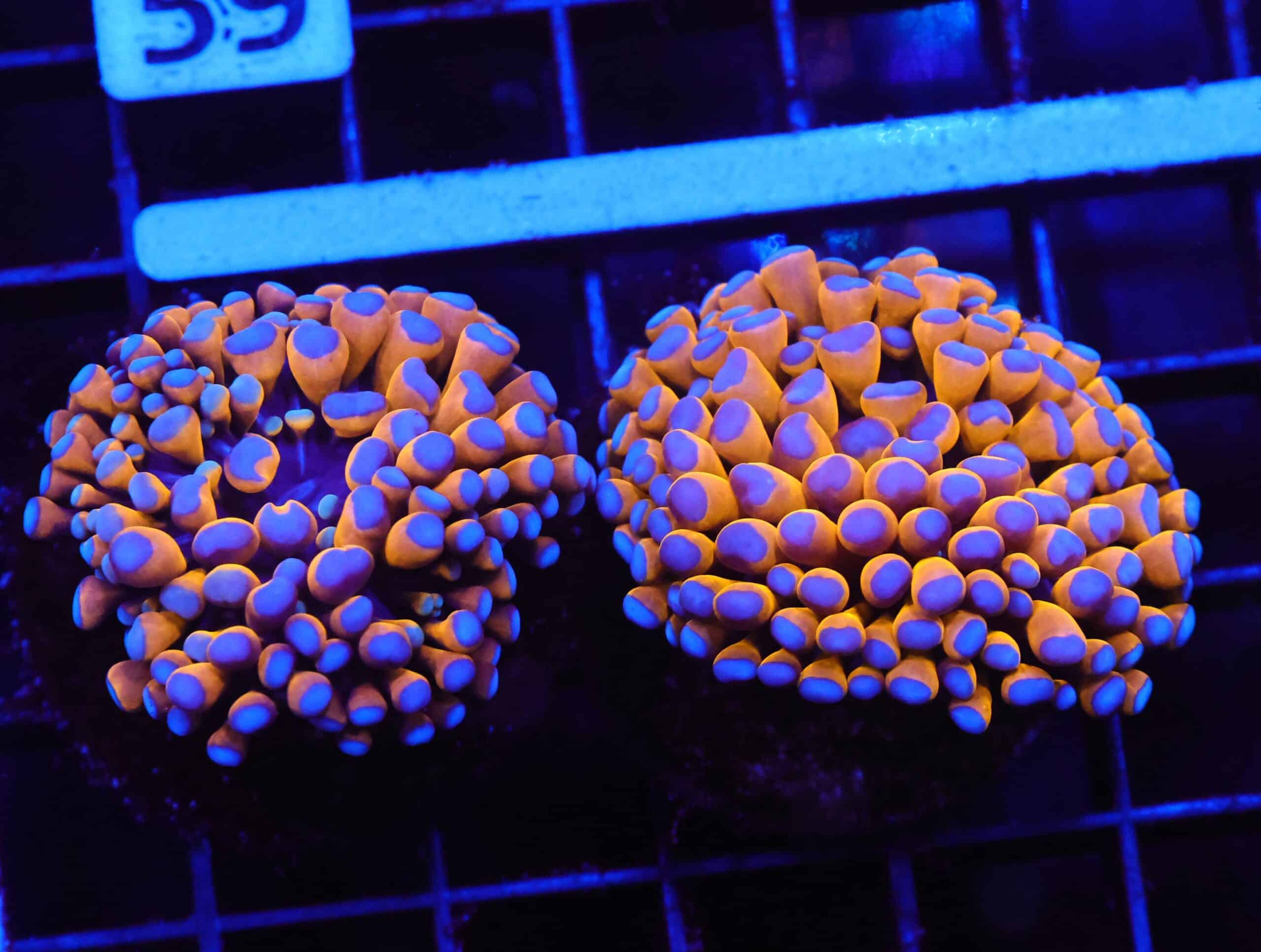 D54 - 2PK MALAYSIAN TORCH 24K GOLD 1 HEAD