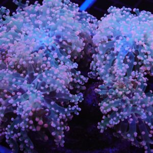 D67 - INDO FROGSPAWN BRANCH PEACH 6 HEAD