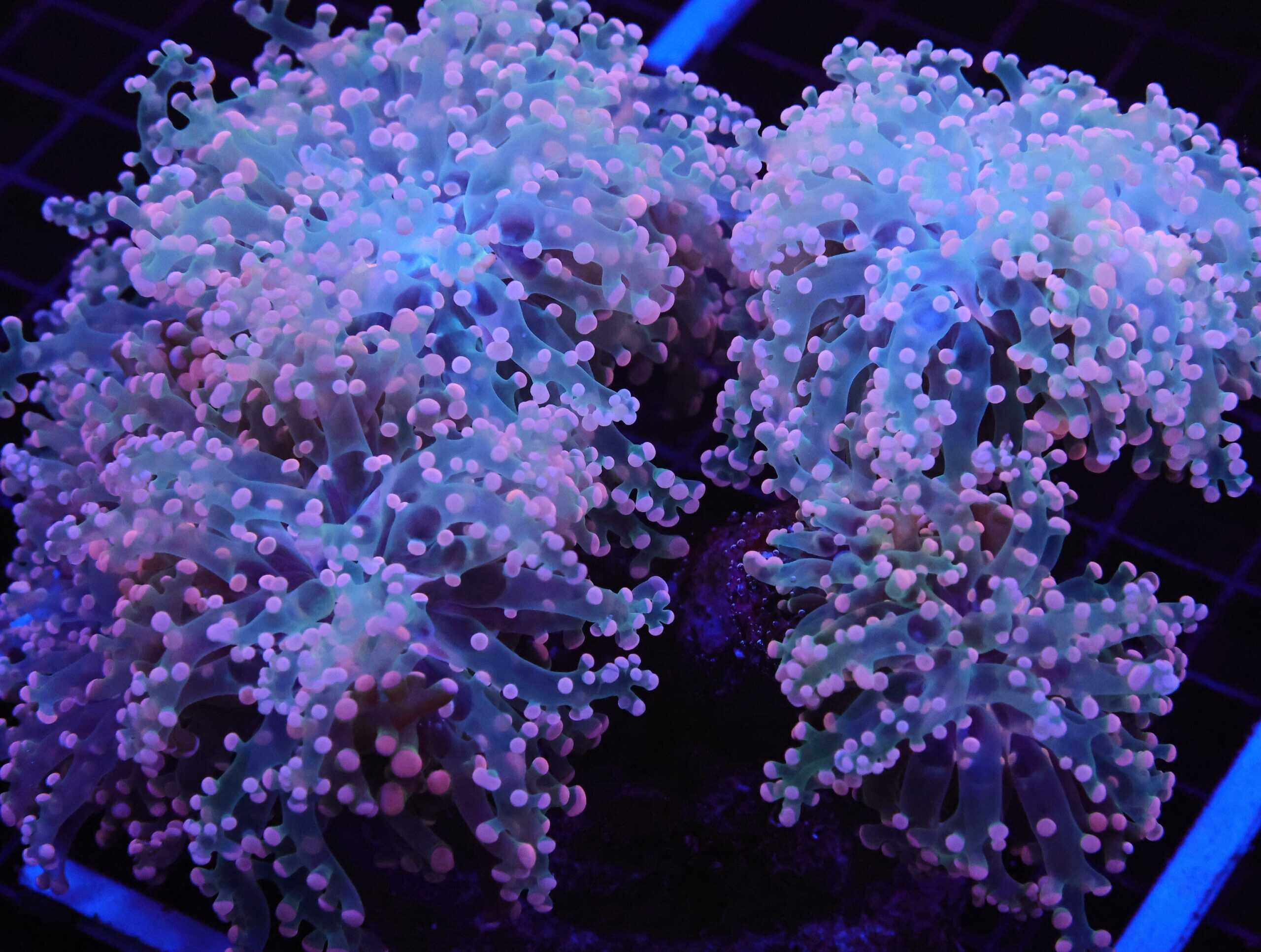 D67 - INDO FROGSPAWN BRANCH PEACH 6 HEAD