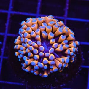 D68 - MALAYSIAN TORCH 24K GOLD 1 HEAD