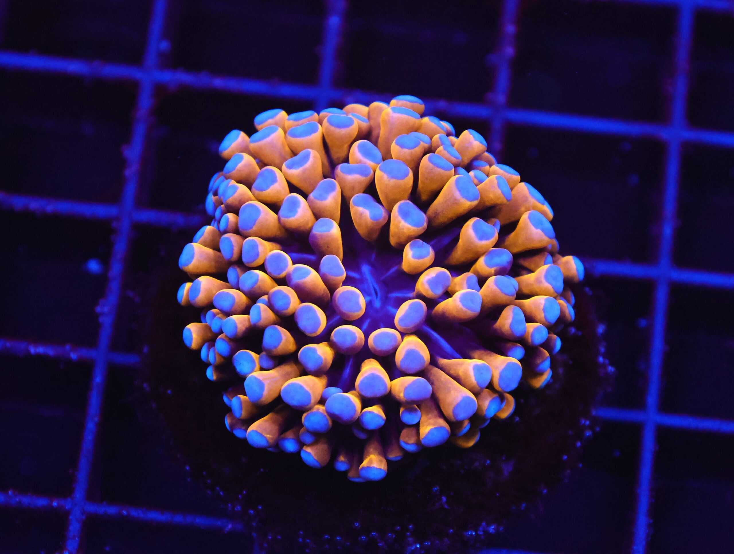 D68 - MALAYSIAN TORCH 24K GOLD 1 HEAD