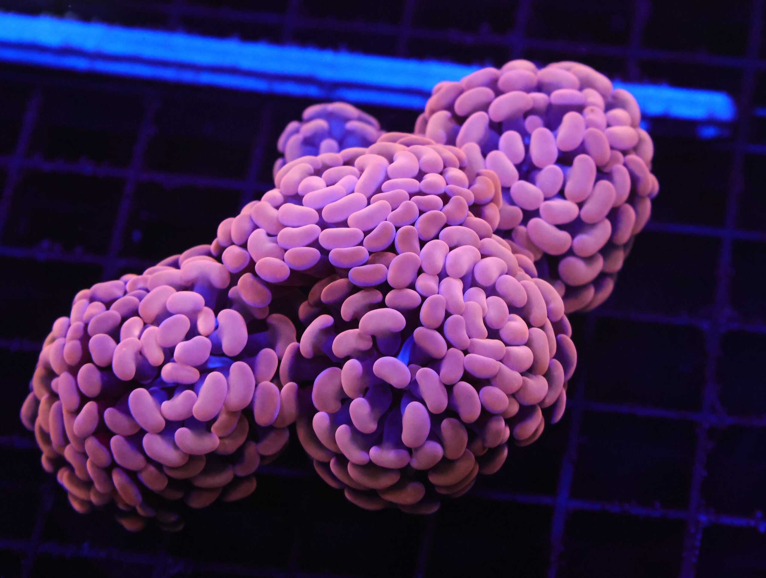 D74 - INDO HAMMER BRANCH ORANGE 5.5 HEAD