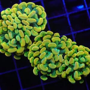 D87 - INDO HAMMER BRANCH HOLY GRAIL 3 HEAD