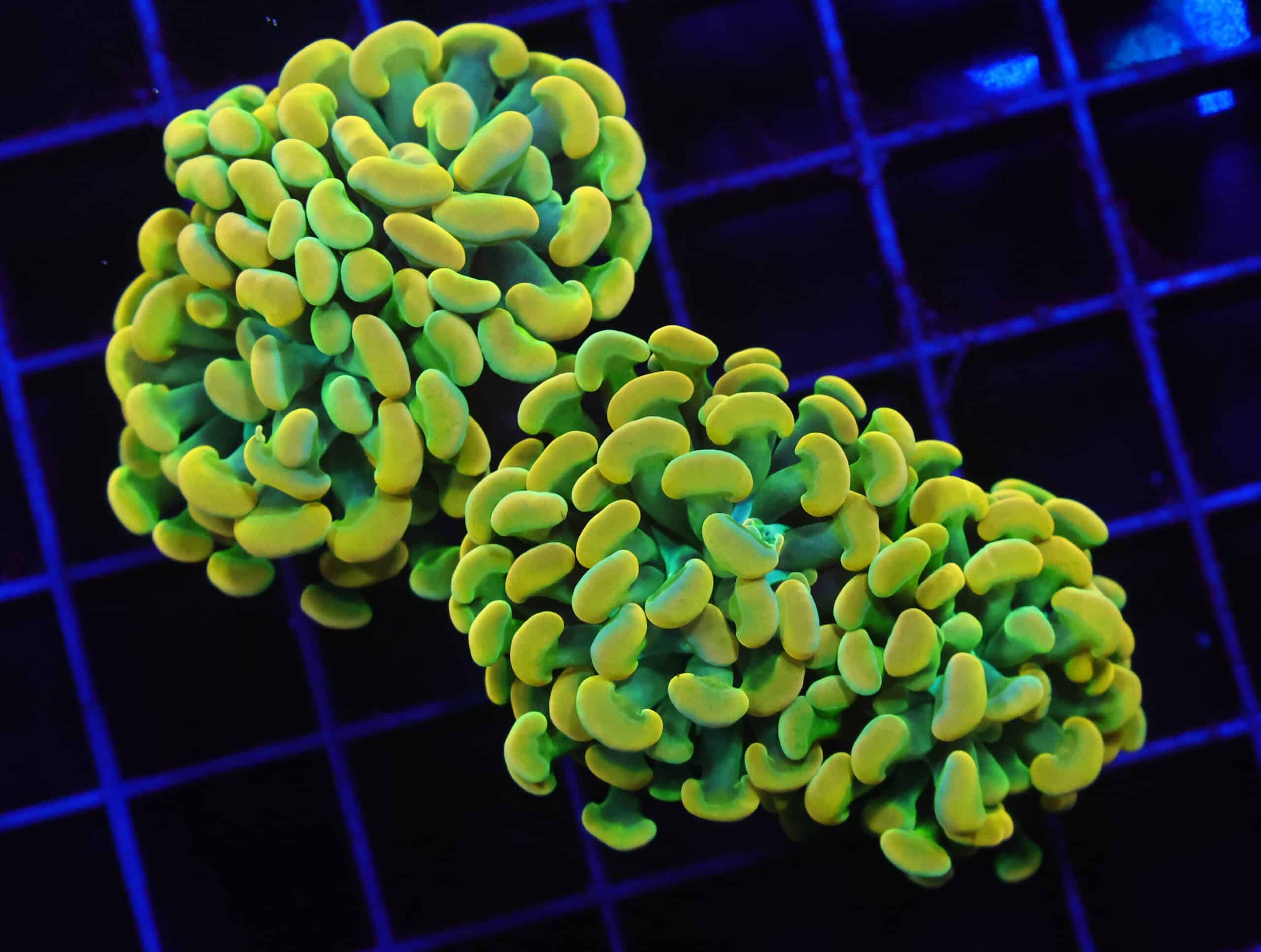 D87 - INDO HAMMER BRANCH HOLY GRAIL 3 HEAD