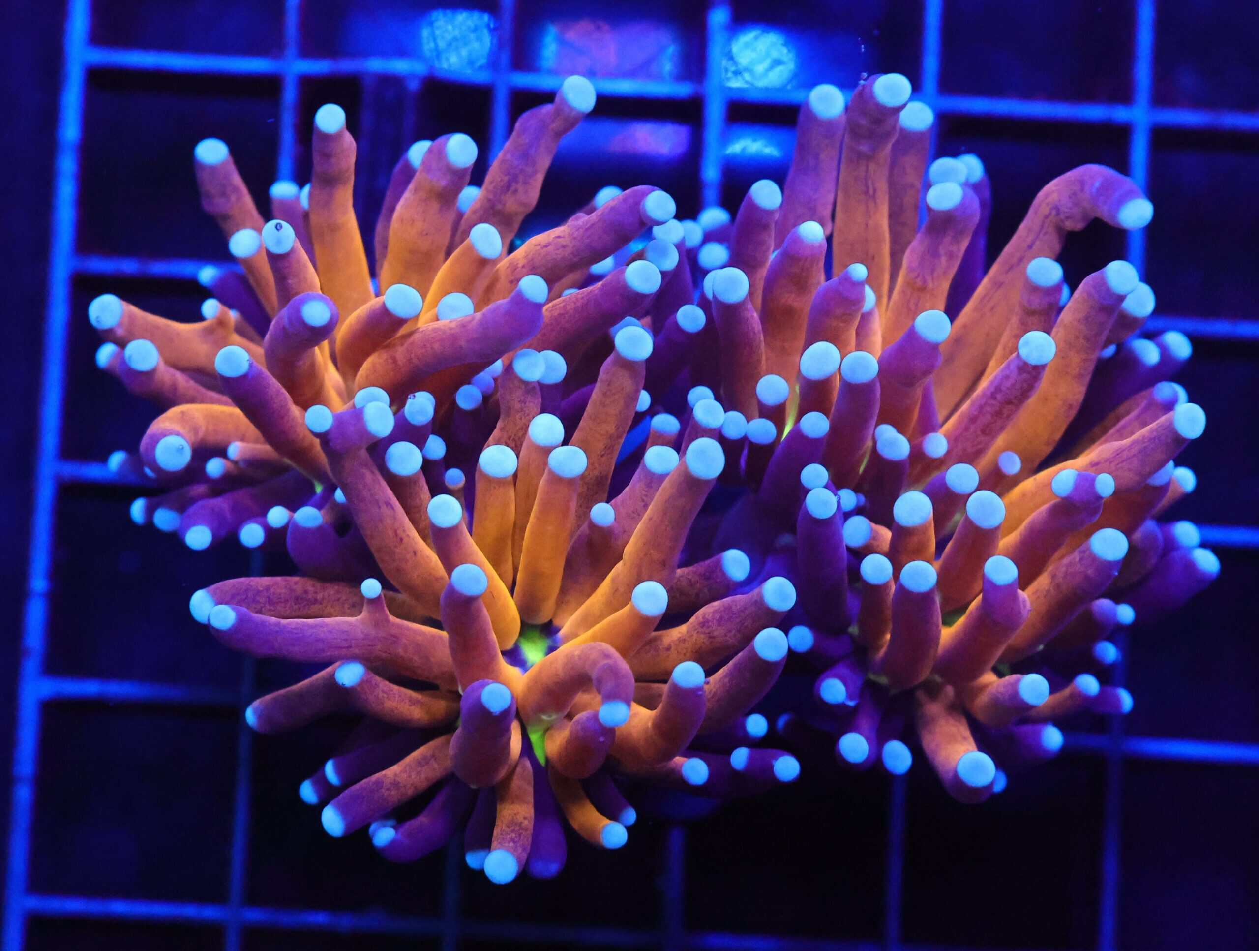 D90 - MALAYSIAN TORCH GOLD TIGER 2 HEAD