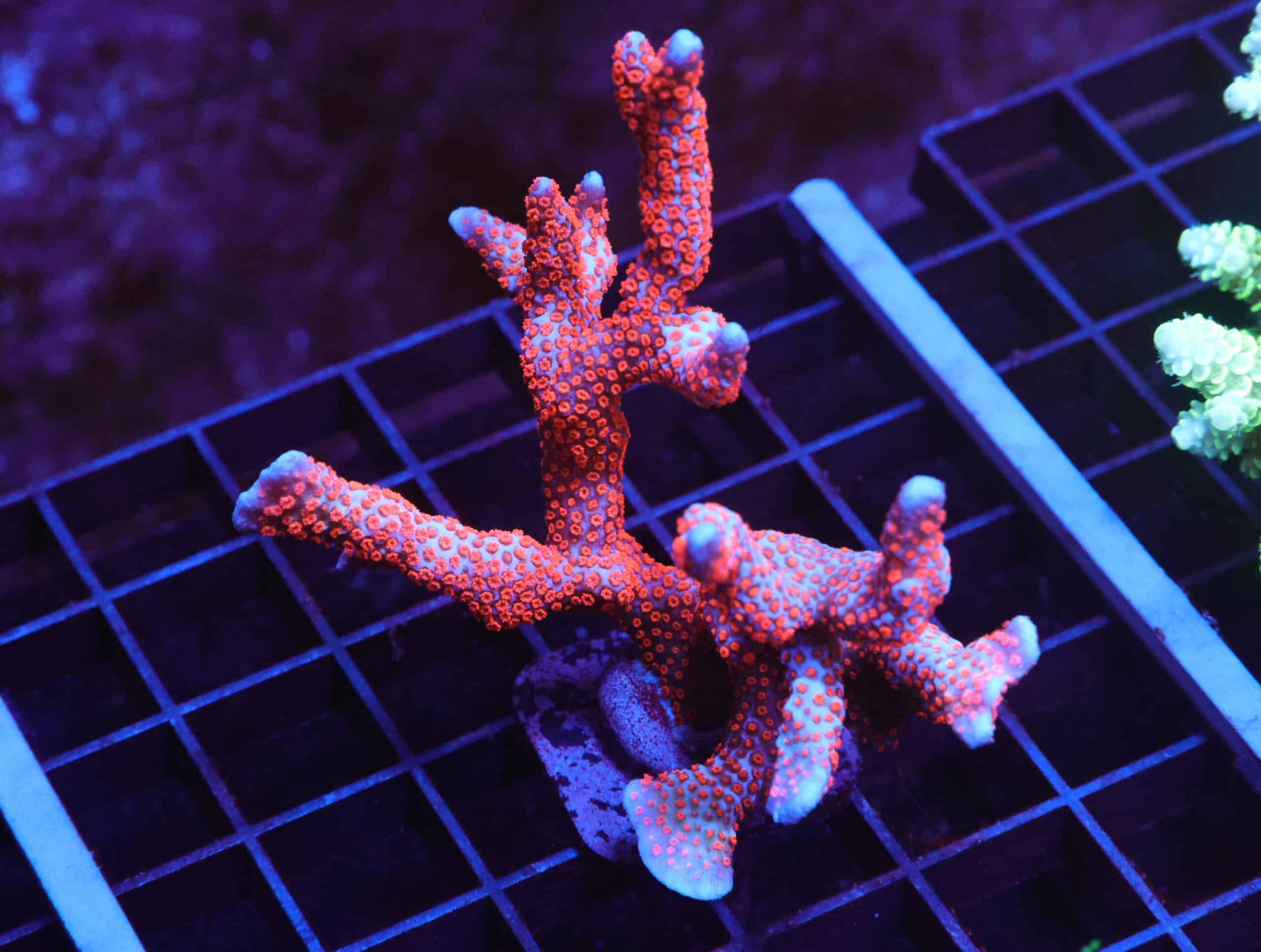 E06 - SDC SUPERMAN DIGITATA MINI COLONY