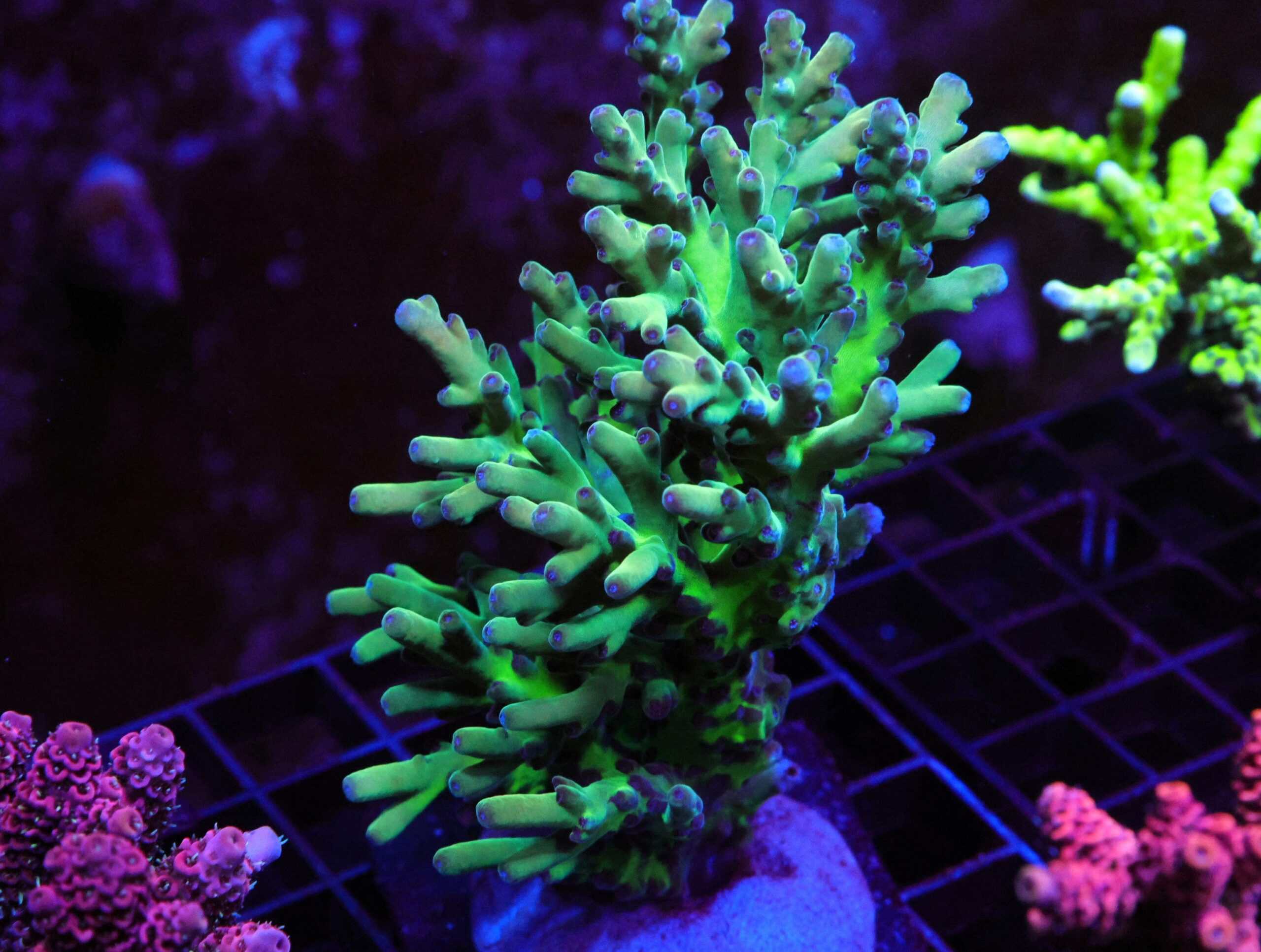 E21 - MALYASIAN LOKANI ACRO XL