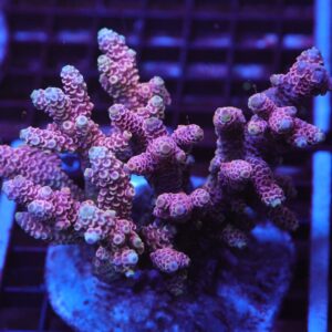 E42 - INDO ACRO HOT PINK MILLE CULTURED LG