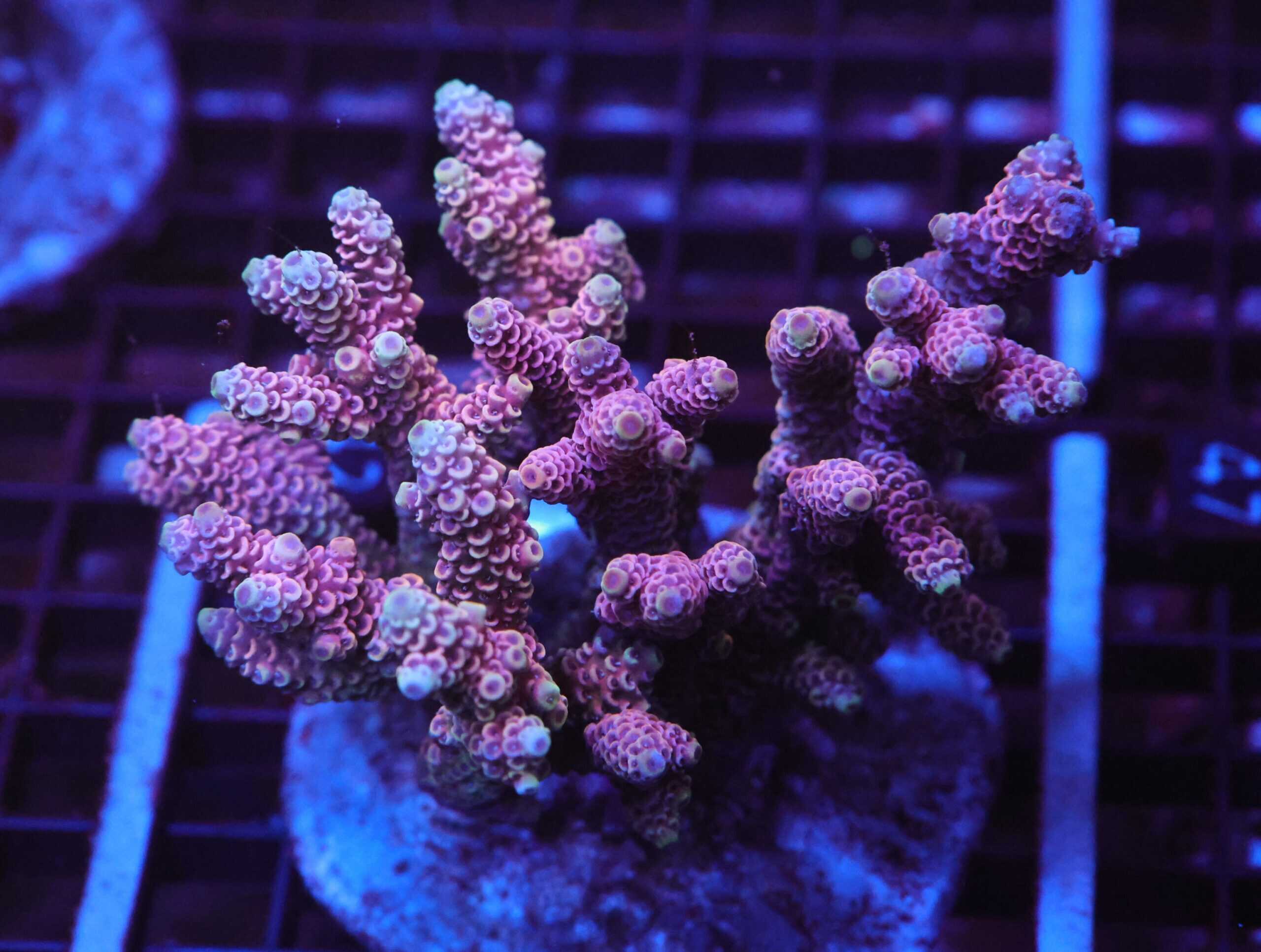 E42 - INDO ACRO HOT PINK MILLE CULTURED LG