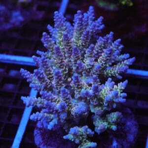 E44 - INDO ACRO RAINBOW TENUIS CULTURED XL