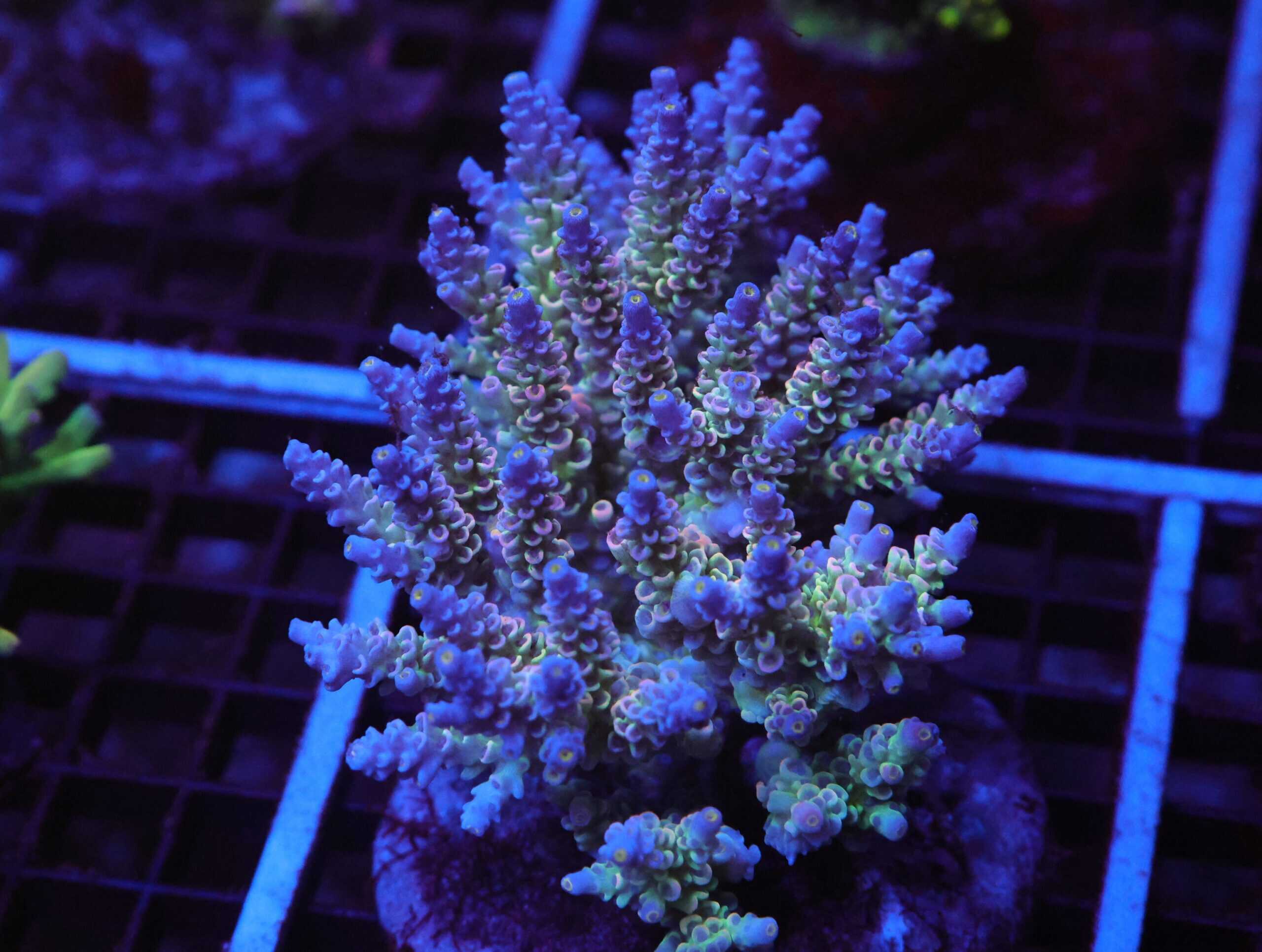 E44 - INDO ACRO RAINBOW TENUIS CULTURED XL