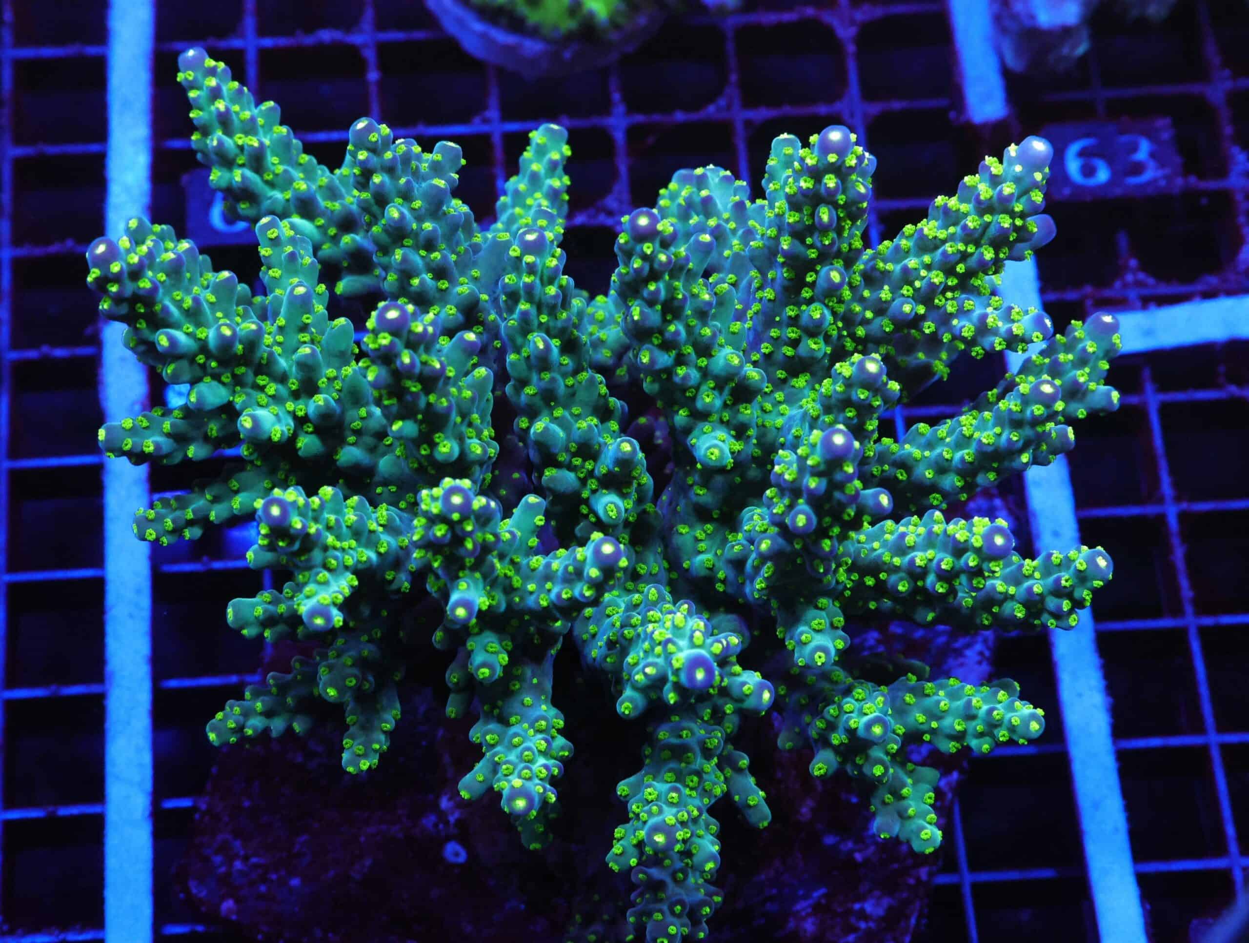 E57 - INDO ACRO PREMIUM CULTURED XL