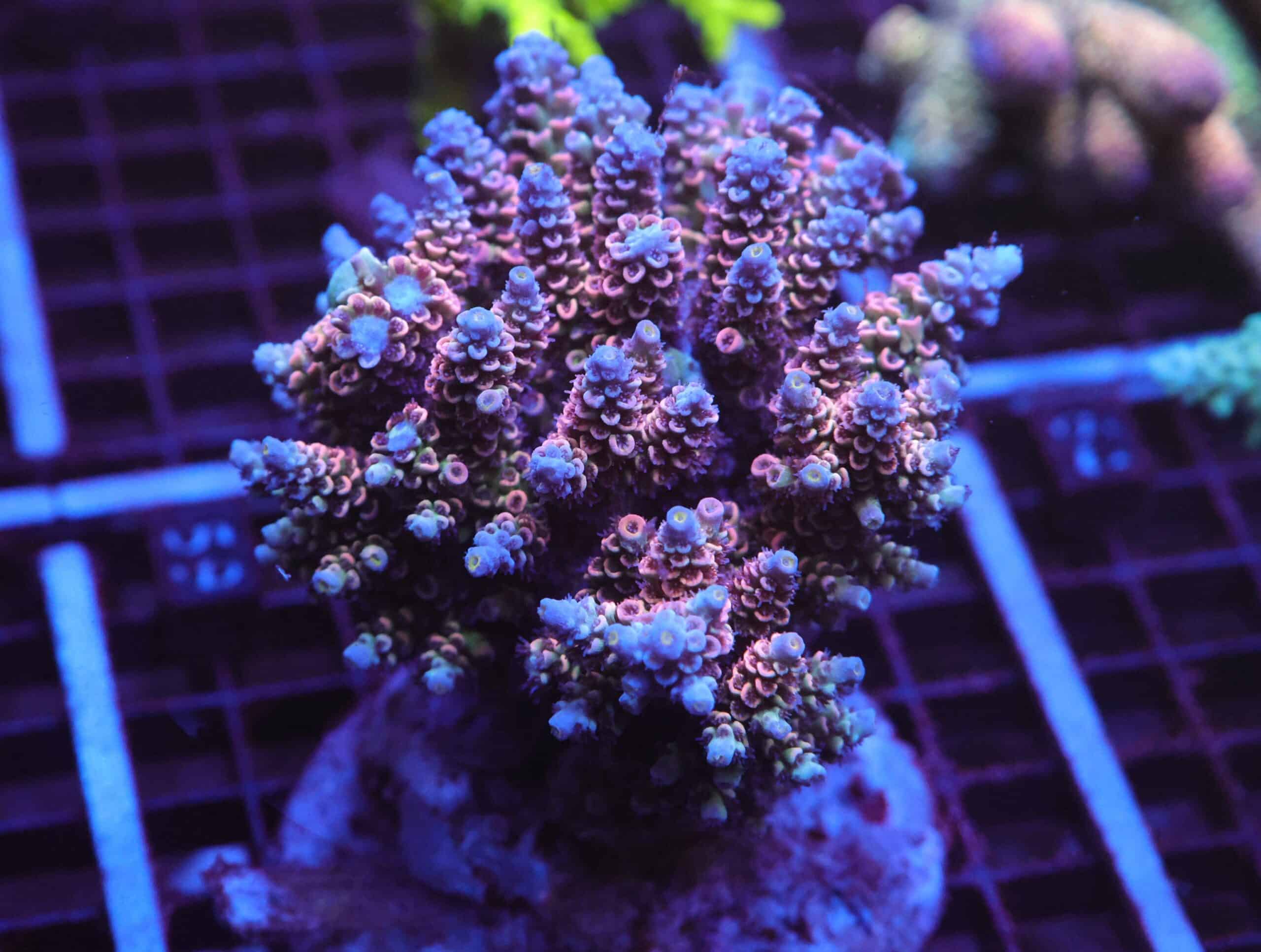 E59 - INDO ACRO RAINBOW TENUIS CULTURED XL