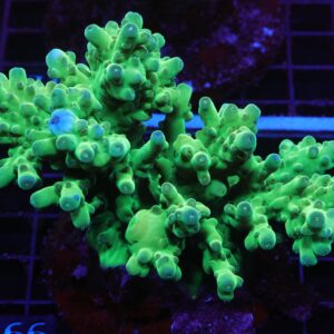 E66 - INDO ACRO PREMIUM SMOOTHIE CULTURED LG