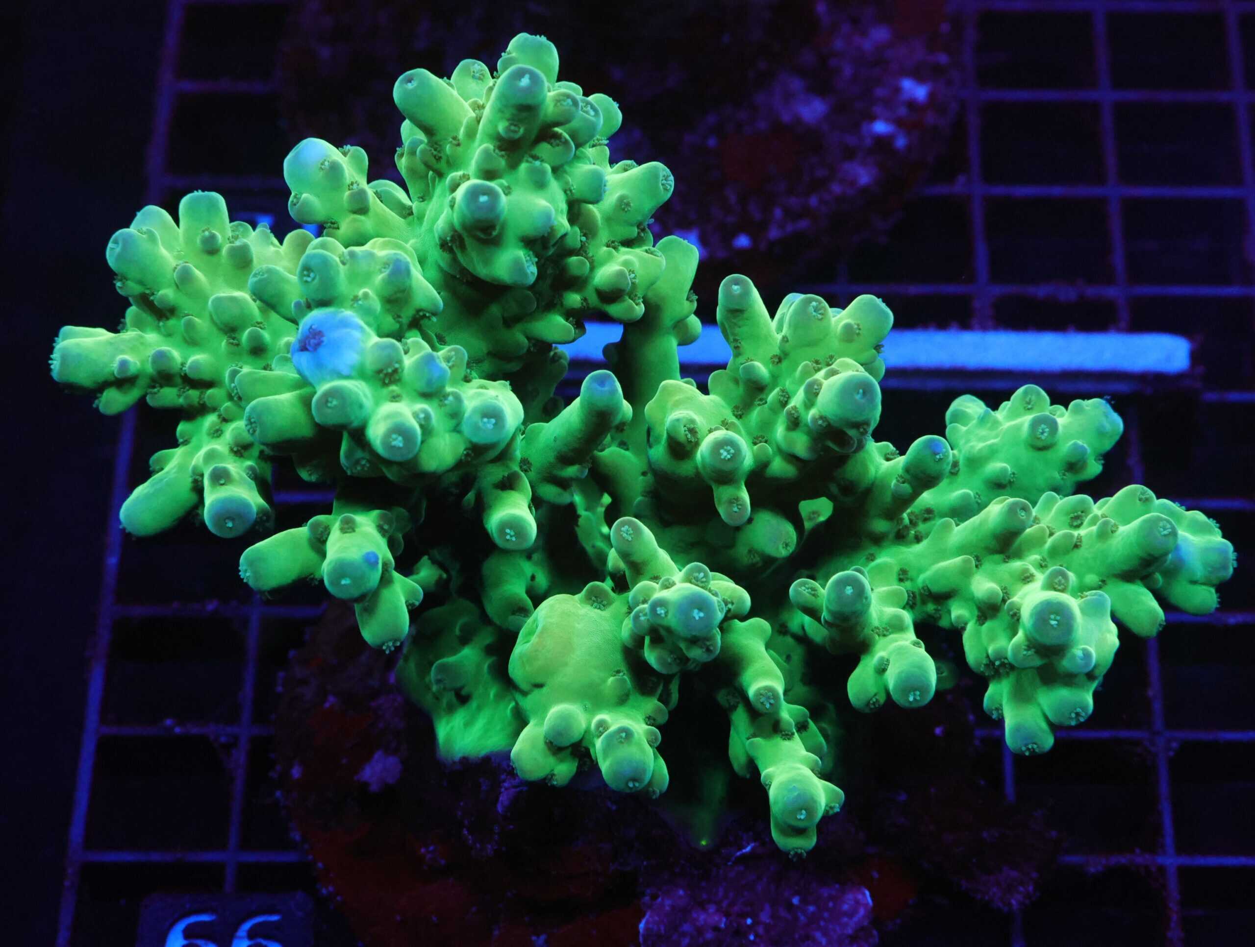 E66 - INDO ACRO PREMIUM SMOOTHIE CULTURED LG