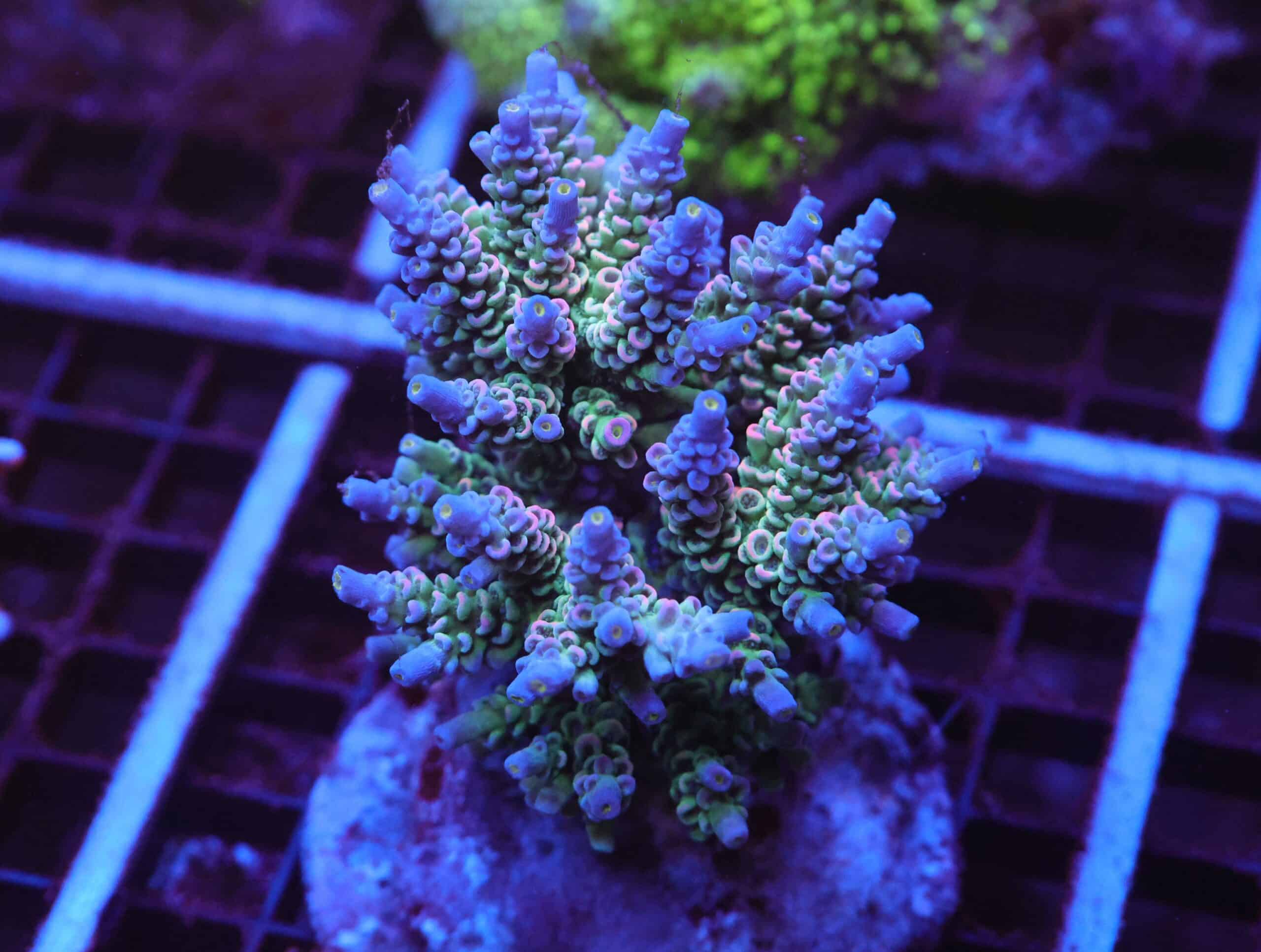 E88 - INDO ACRO RAINBOW TENUIS CULTURED LG