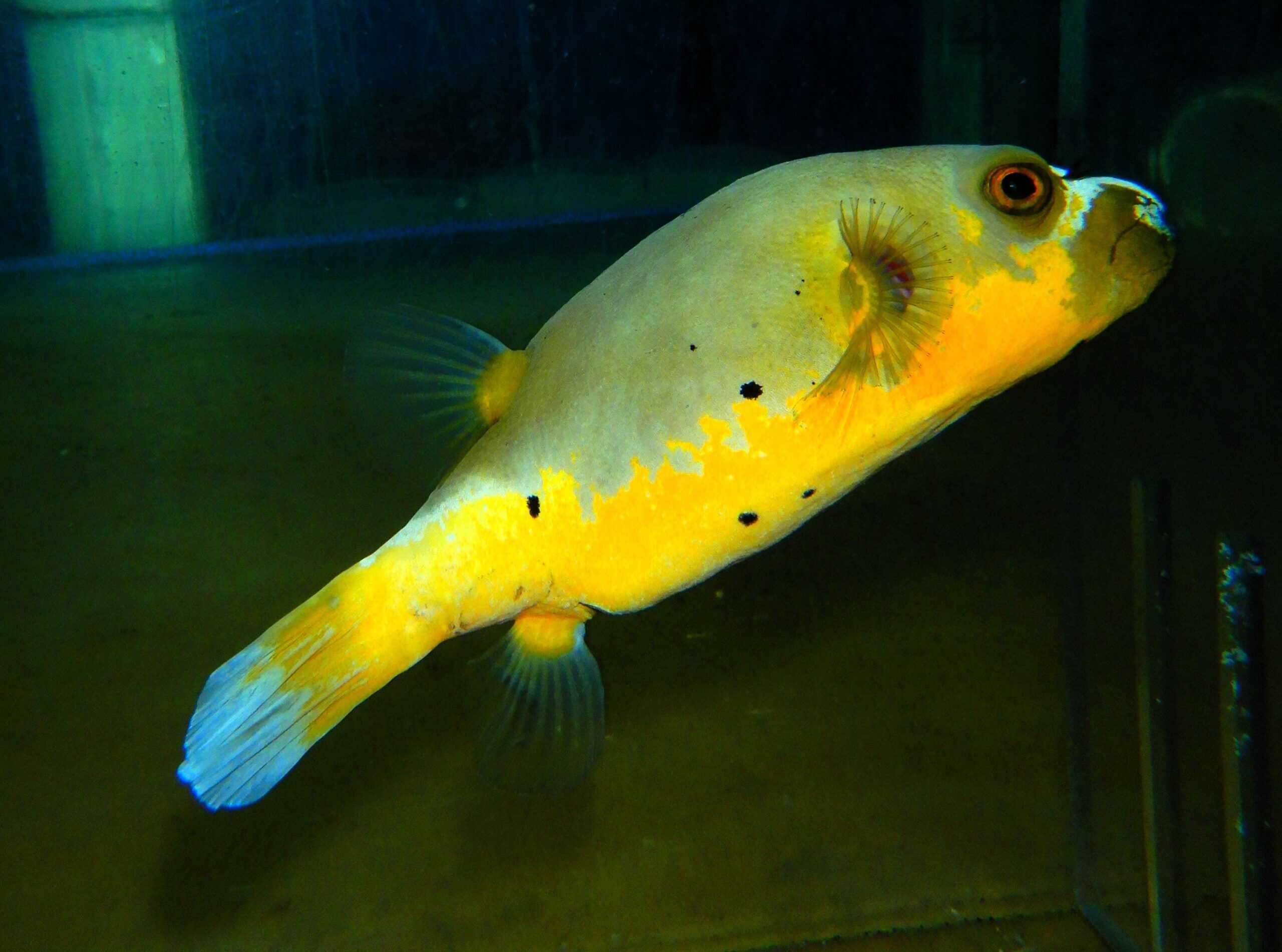 F10 - ULTRA YELLOW BELLY DOGFACE PUFFER LG