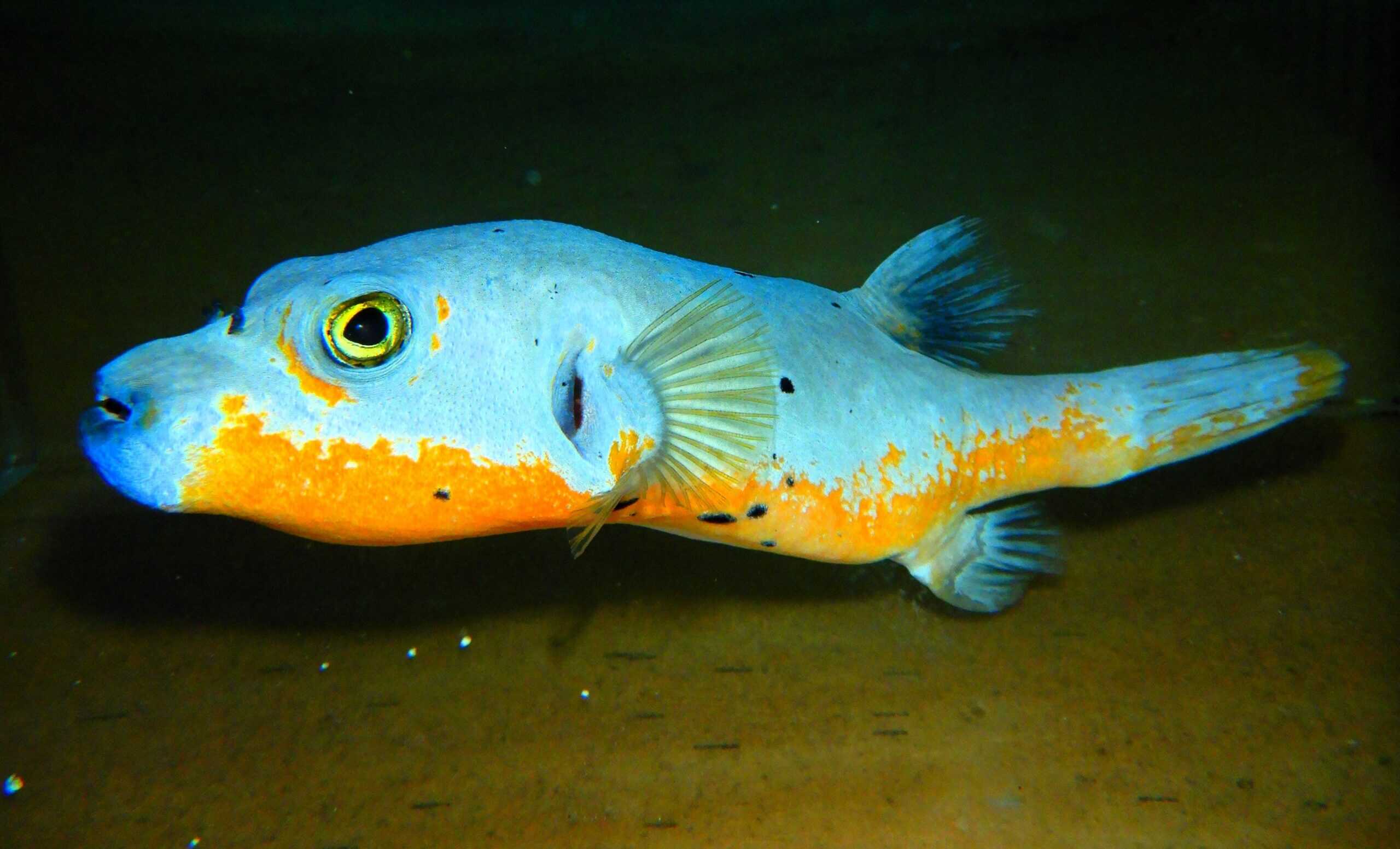 F13 - ULTRA YELLOW BELLY DOGFACE PUFFER LG