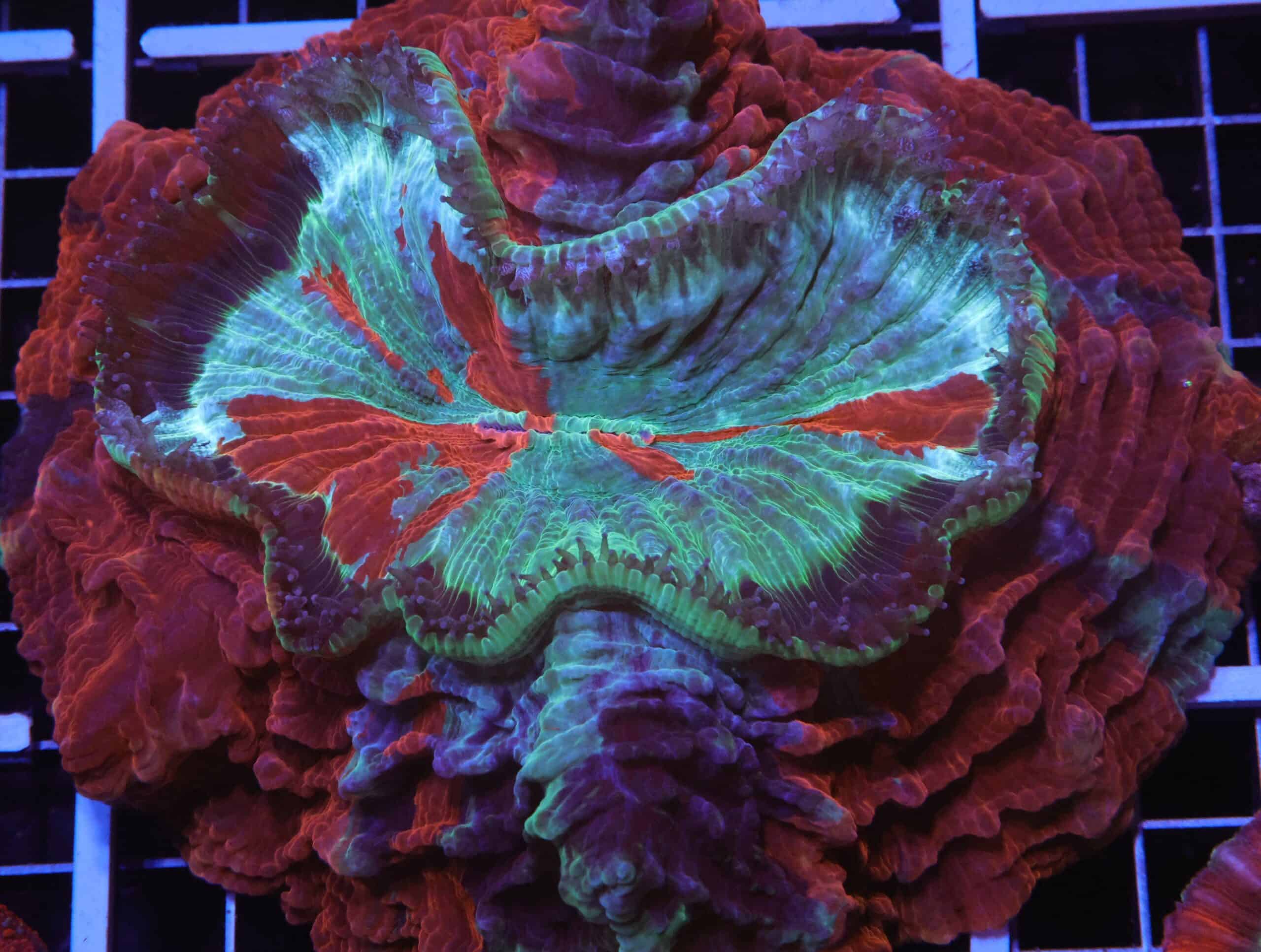 H104 - MALAYSIAN METEOR SHOWER ACANTHOPHYLLIA