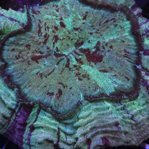 H111 - MALAYSIAN MYSTIC PURPLE STRIPE ACANTHOPHYLLIA