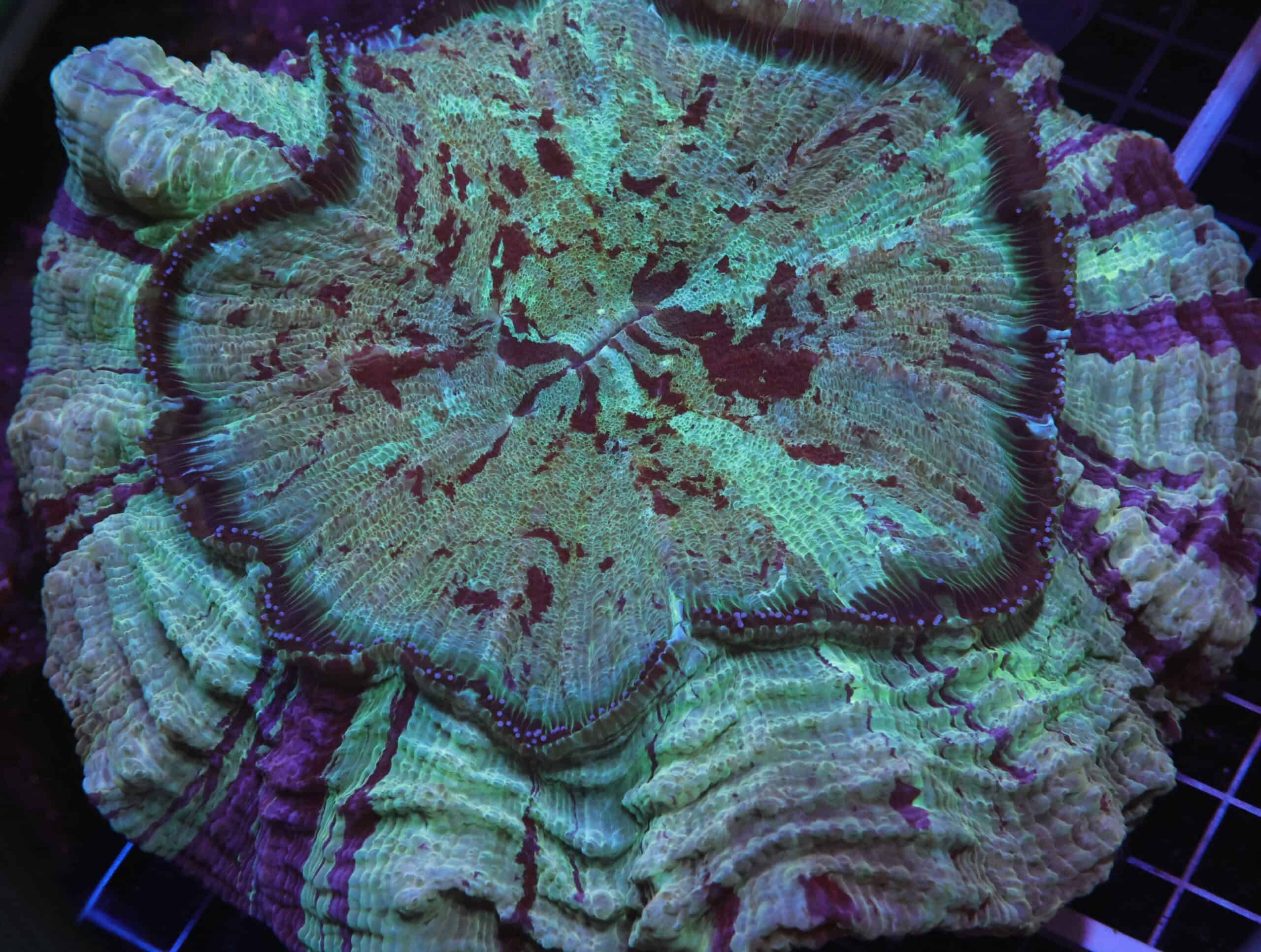 H111 - MALAYSIAN MYSTIC PURPLE STRIPE ACANTHOPHYLLIA